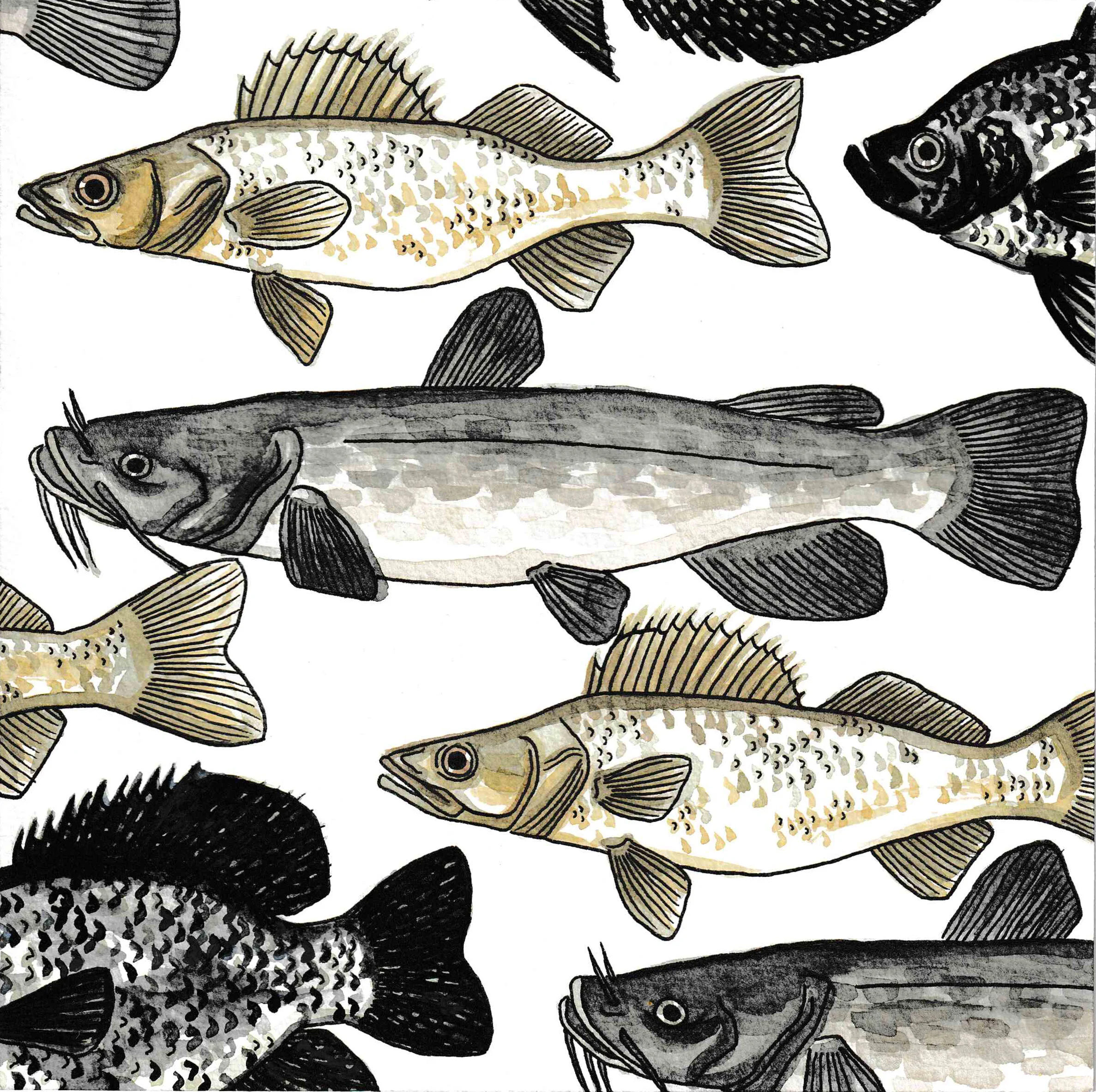 Fish Pattern