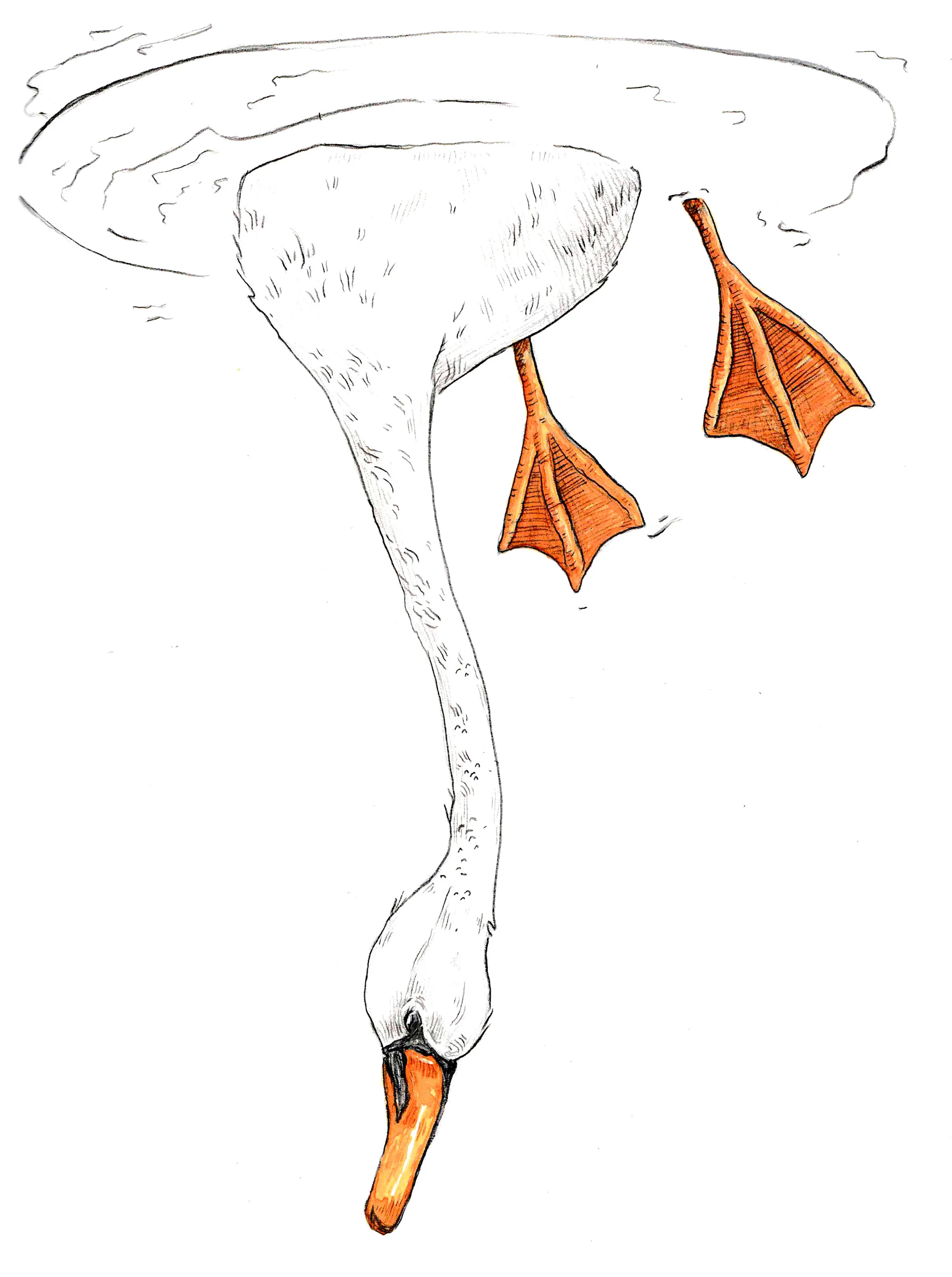  Pencil and water color 