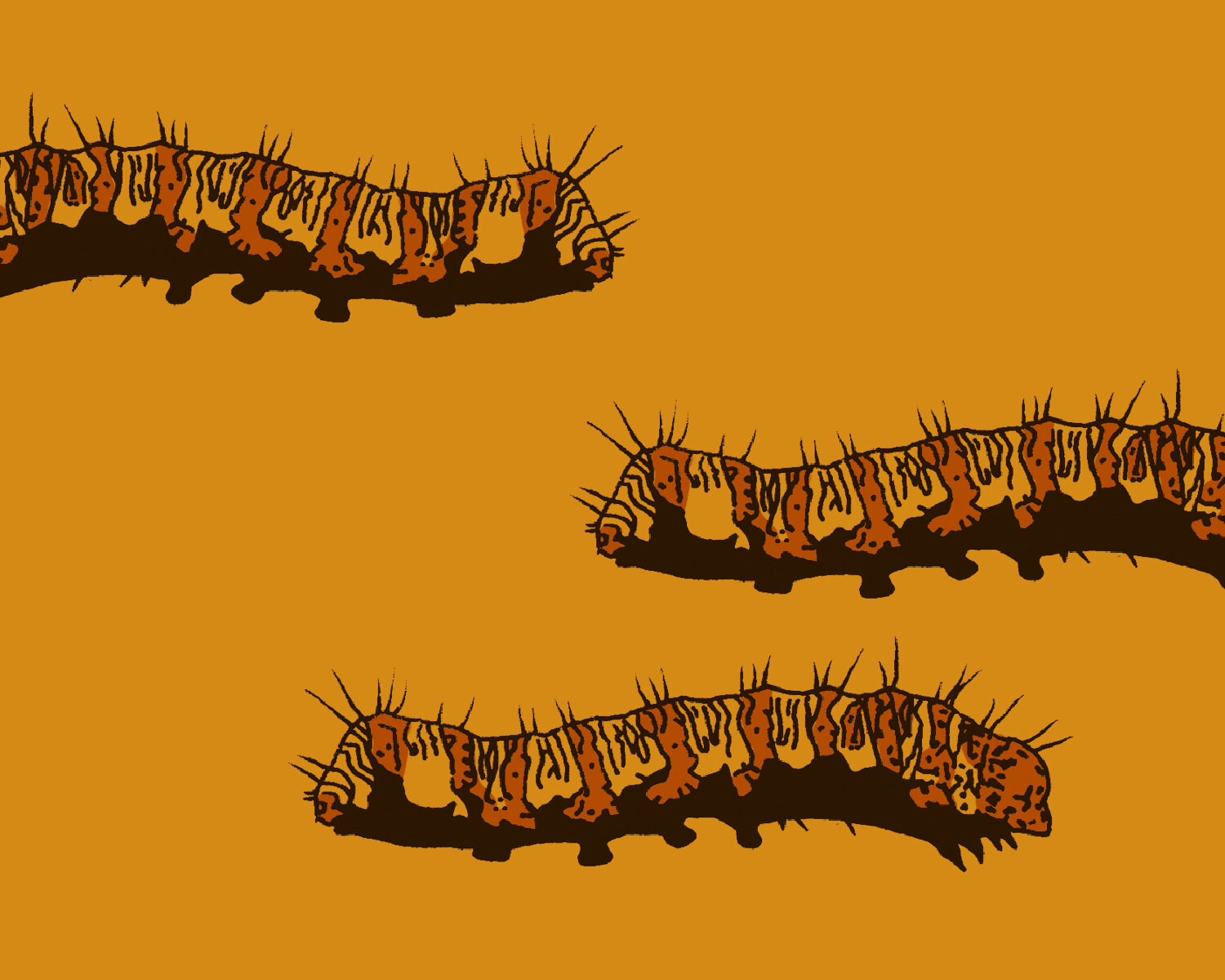 Caterpillars_MainImage_01-01.jpg
