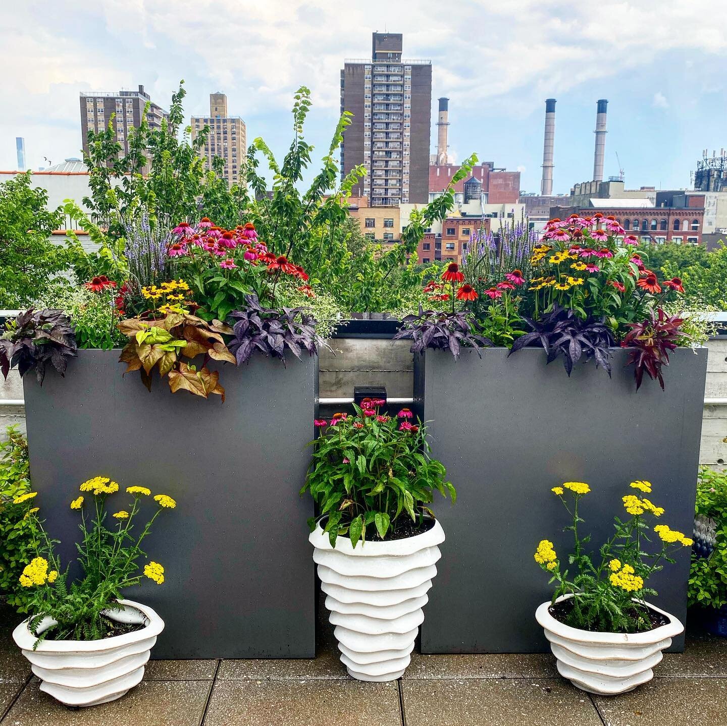 Rooftop garden installed!
🌸💐🌺🌻🌷
#flowerpower #containergardening #nyc #outdoorspaces #outdoorliving #summerinthecity #interiordesigner #exteriordesign #designer #plantpower #rooftopnyc #rooftop