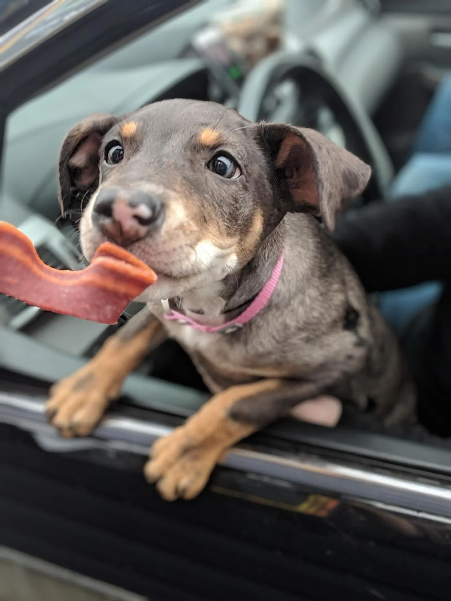 #TBT to throwin&rsquo; some 🥓 at this lil pup in the Crawford days 🐶 we&rsquo;re throwing it back at West Broad today too with $5 #tbt biscuits &mdash; Buddy, Becky, Bad Becky, and All The Way &mdash; &lsquo;til 2PM. swing by and please bring your 
