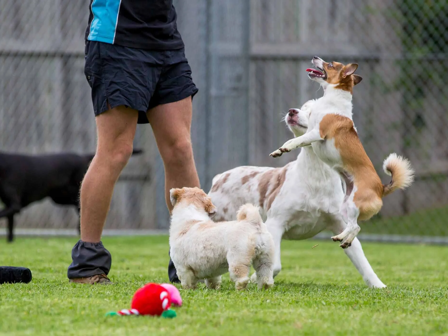 Beds For Tails Luxury Dog Boarding Kennel, Mornington Peninsula