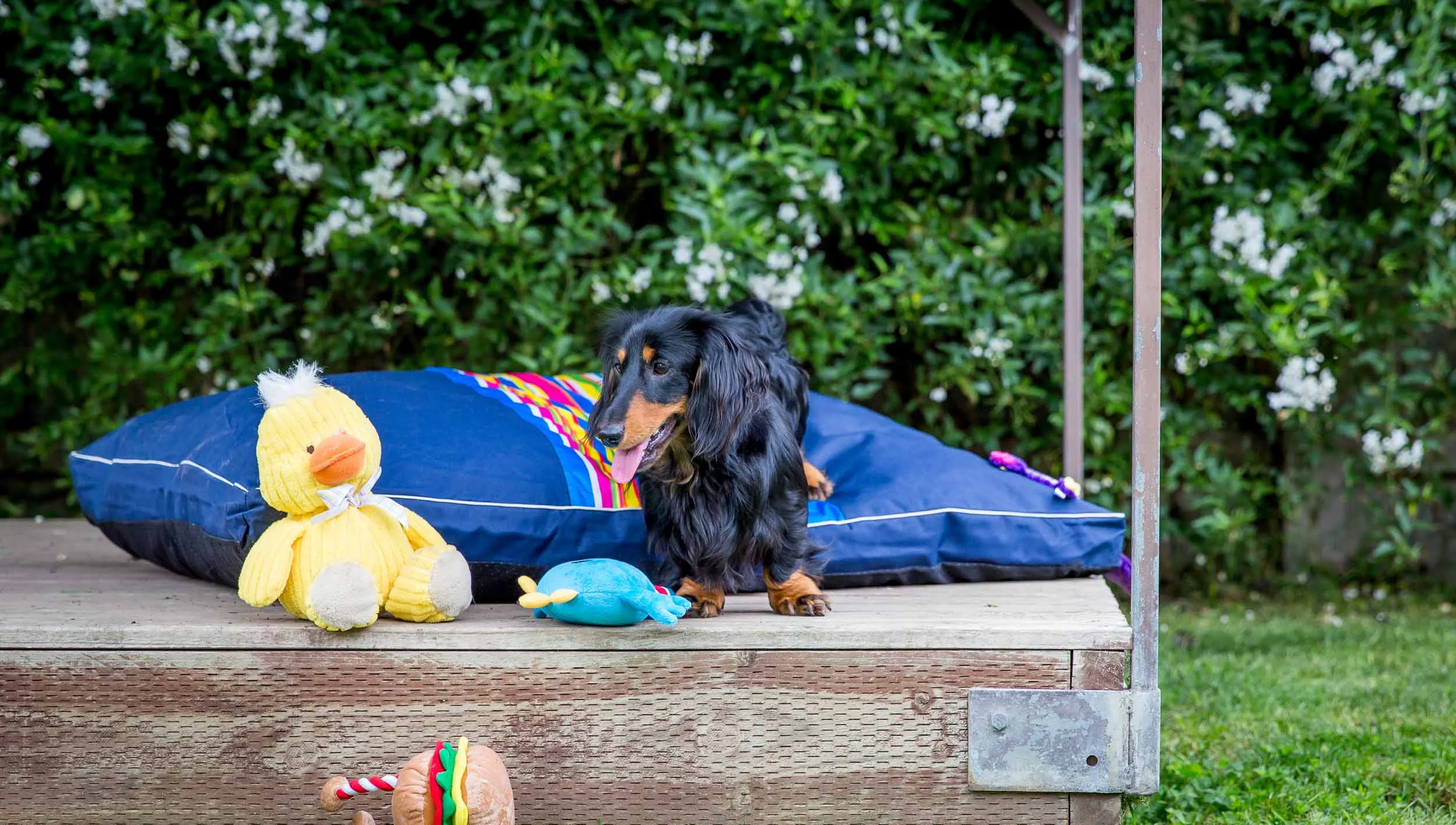 Beds For Tails Luxury Dog Boarding Kennel, Mornington Peninsula