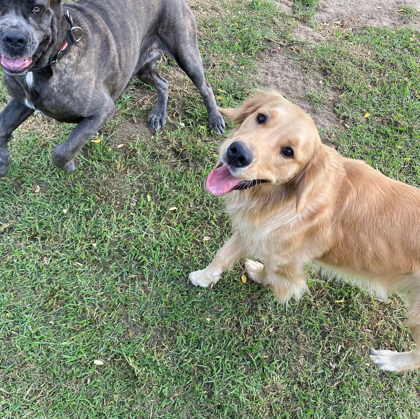 Shunti-Bear and Frankie - soul sisters! #canecorso #goldenretriever #dogbestfriends #bedsfortails #dogmatchmakers #dogboarding #welovealldogs
