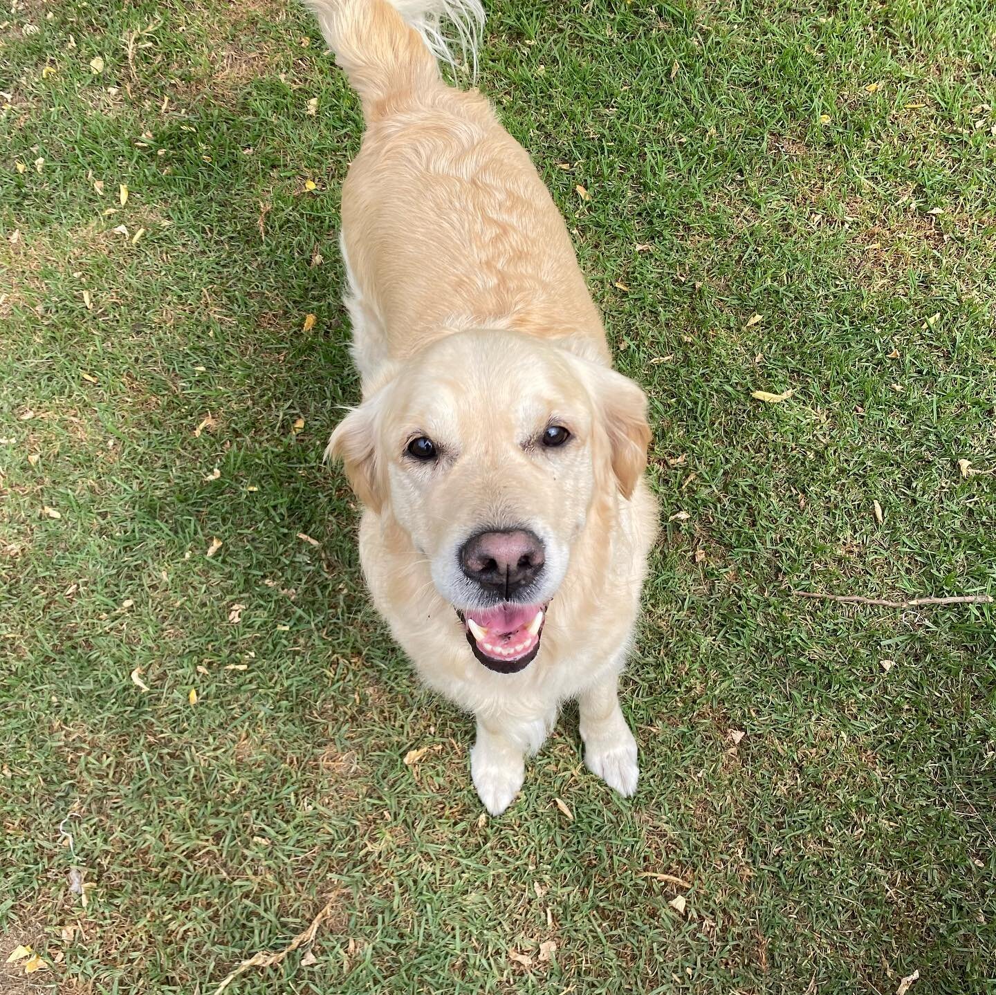 Ardie and Violet.  Impossible to get a good photo of them as they are constantly playing!  #goldenretriever #bedsfortails #dogboarding #doggydaycare #welovealldogs