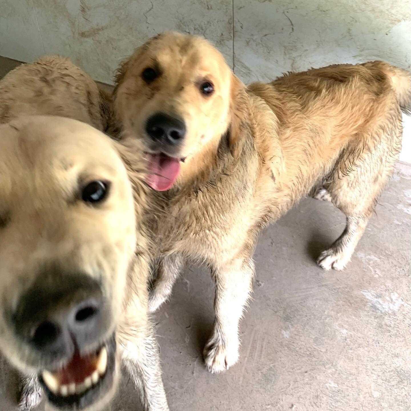Their room was pristinely clean 3 minutes earlier.  Lucas and Huxley enjoy wrestling in puddles.  Bath time!! #goldenretriever #constantcleaning #bedsfortails #muddydogs #bathtime #dogbath