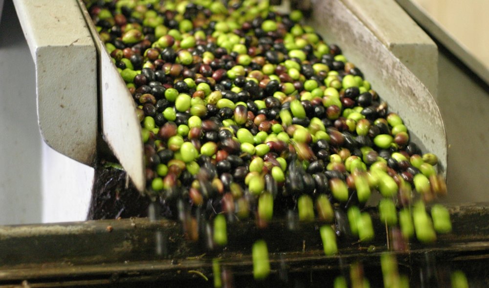 olives-italy-flickr.jpg
