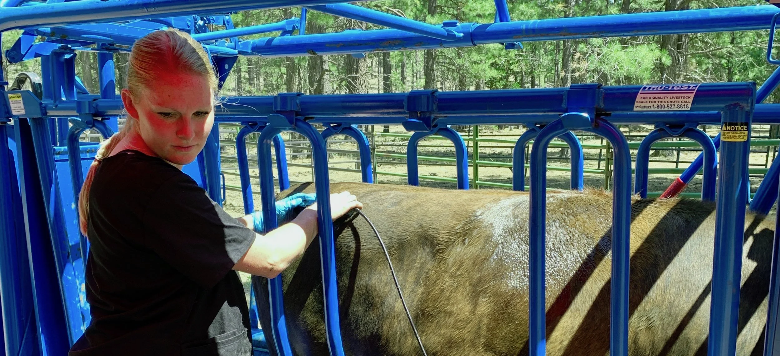 Our Quest for Prime: Ultrasound