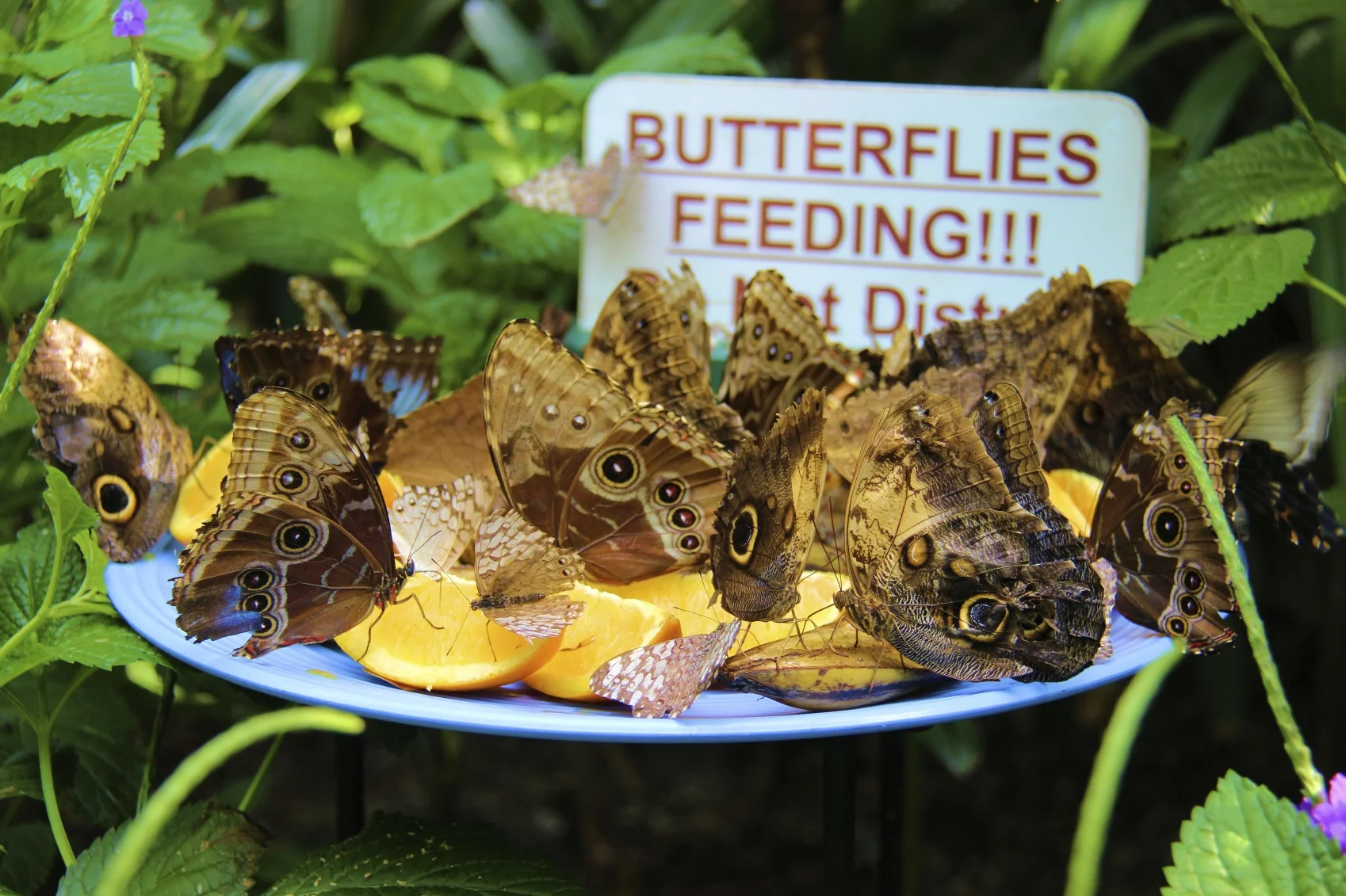 A Guide to Saving Our Pollinators (It's Not Just the Bees!)