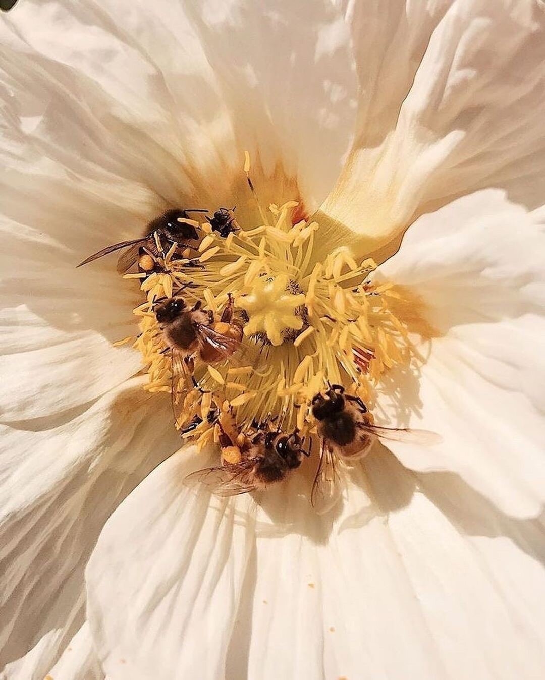 Nature's bounty! 🌼🌼⠀⠀⠀⠀⠀⠀⠀⠀⠀
⠀⠀⠀⠀⠀⠀⠀⠀⠀
 @__s____o⠀⠀⠀⠀⠀⠀⠀⠀⠀
⠀⠀⠀⠀⠀⠀⠀⠀⠀
⠀⠀⠀⠀⠀⠀⠀⠀⠀
#bees #bee #honey #savethebees #nature #beekeeping #beekeeper #beesofinstagram #honeybees #flowers #honeybee #beehive #naturephotography #insects #apiary #pollinators #b