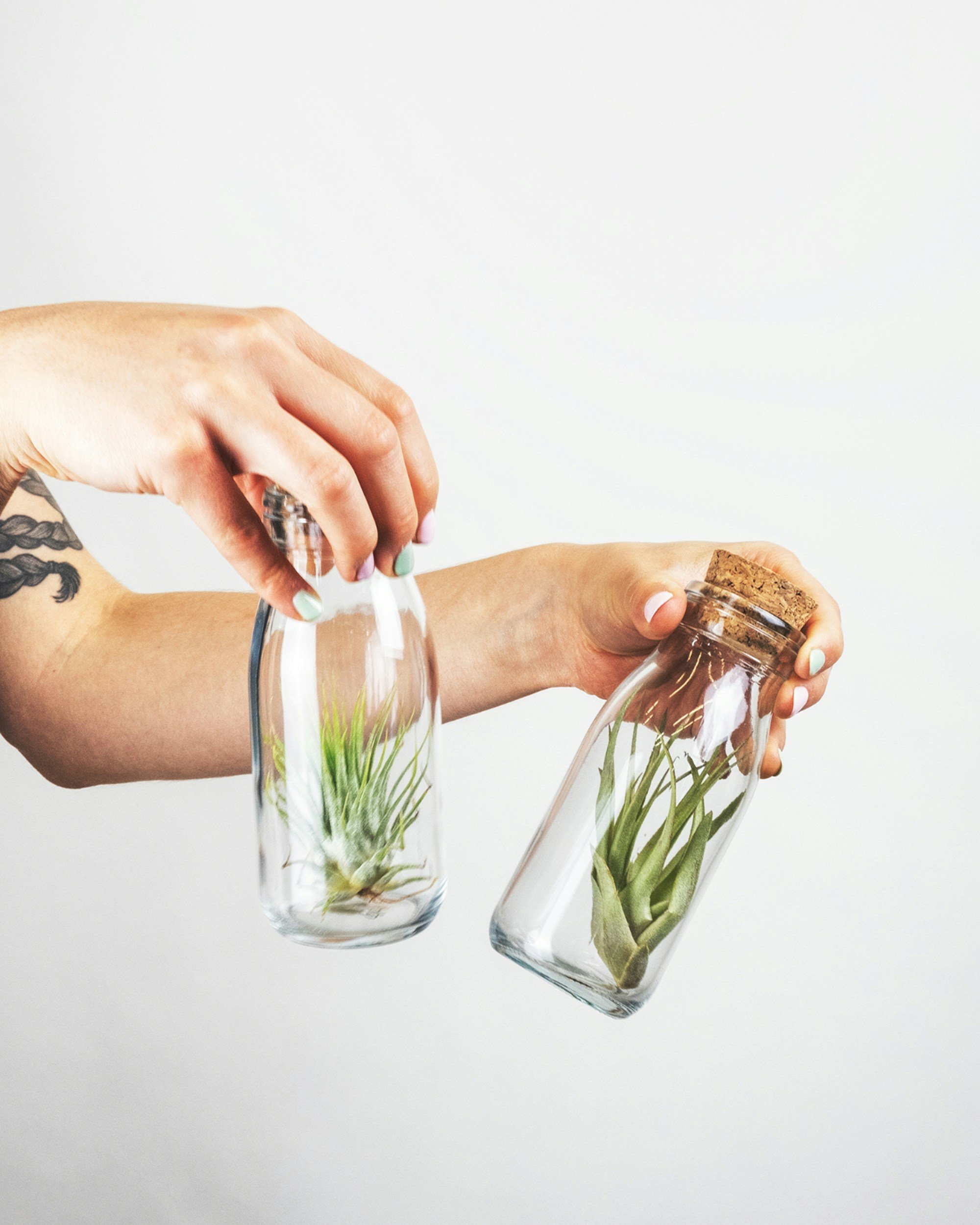 5 Air Purifying Plants to Cleanse Your Urban Flat