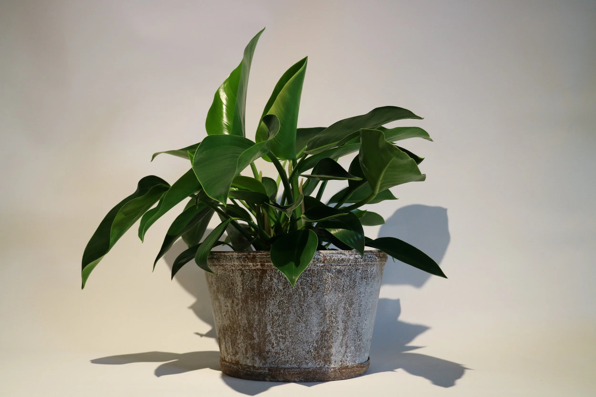 Zinc Coated Pots