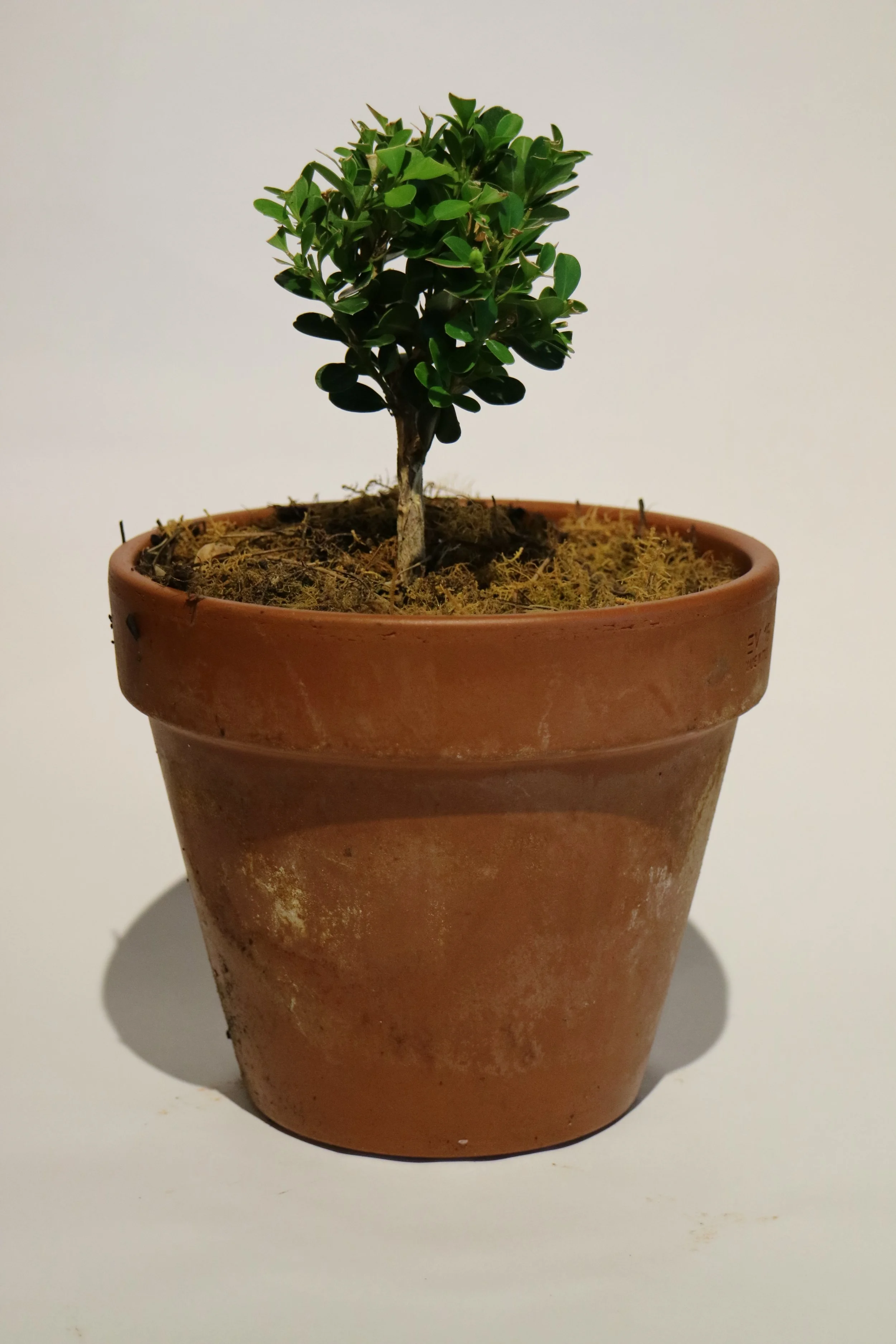 SML Buxus Toparies