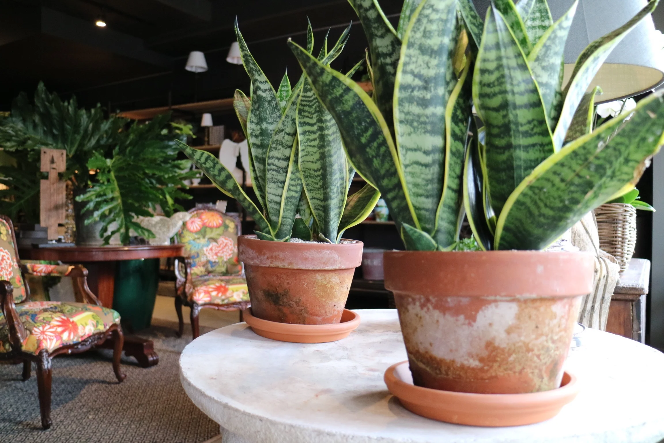 Assorted pre-potted