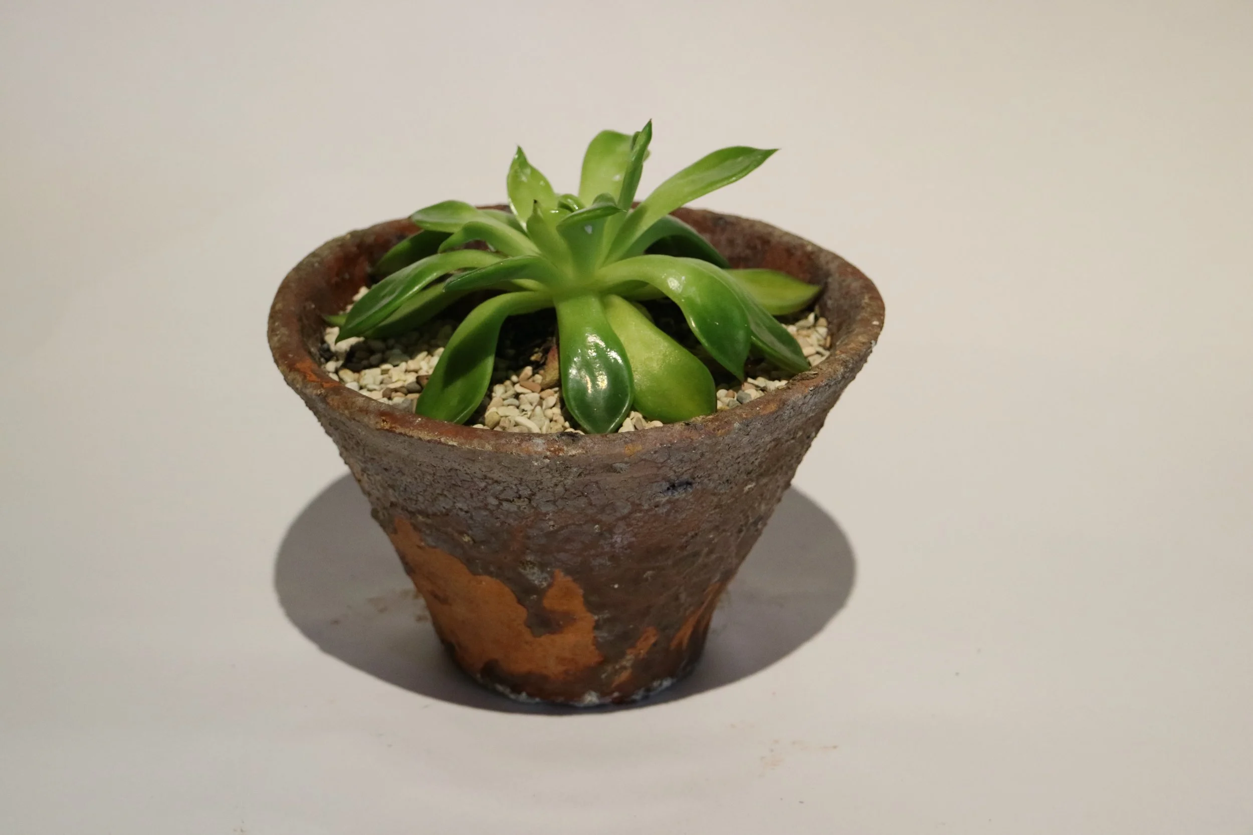 Assorted succulents