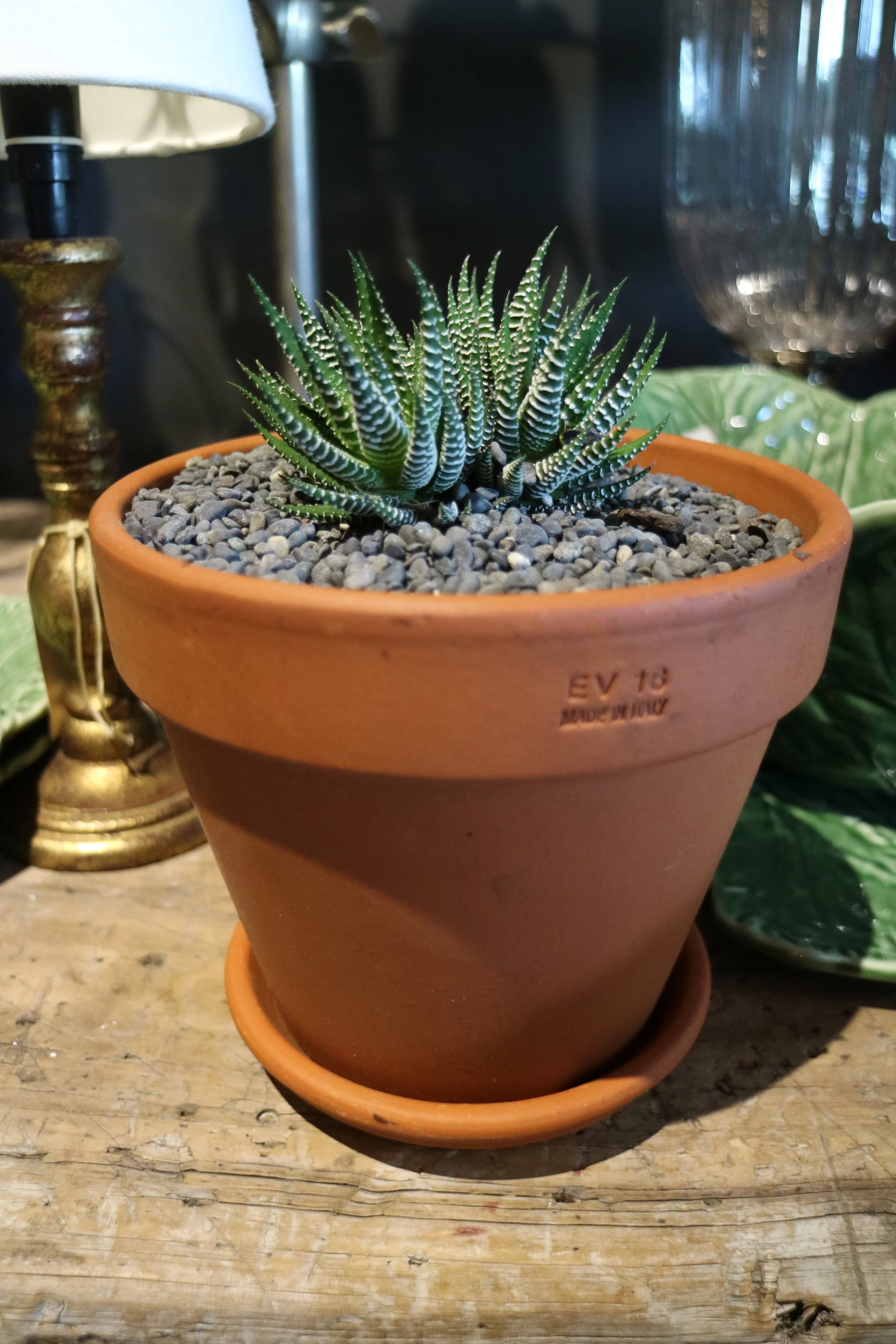 Assorted succulents