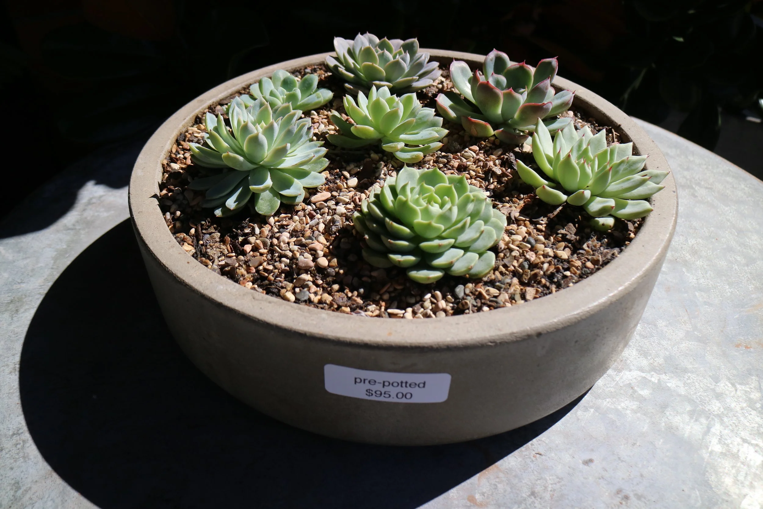Succulent bowls