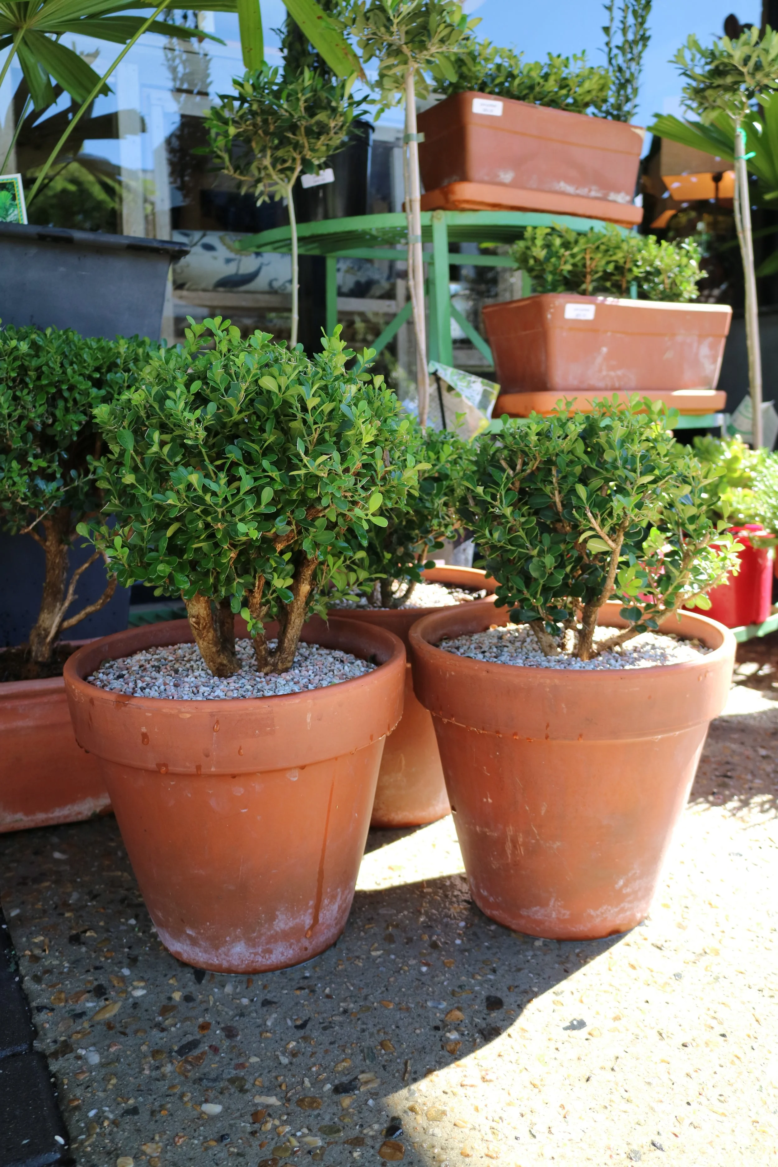 Buxus toparies