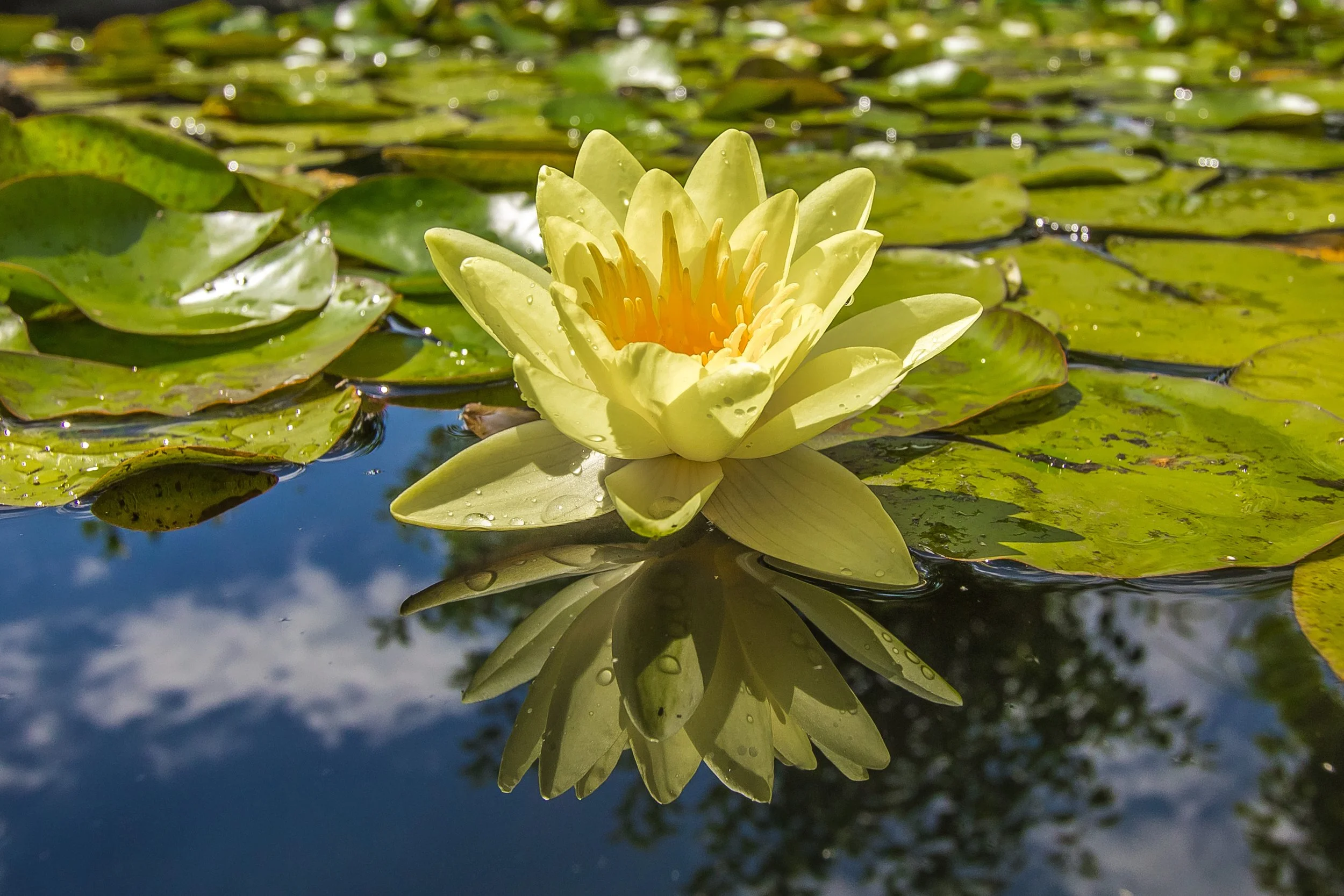 A yellow water lily flower floating on a pond, surrounded by green lily pads with reflections of the sky and trees in the water.
