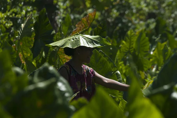 Hat in the Taro Patch, photograph by Nick Kato