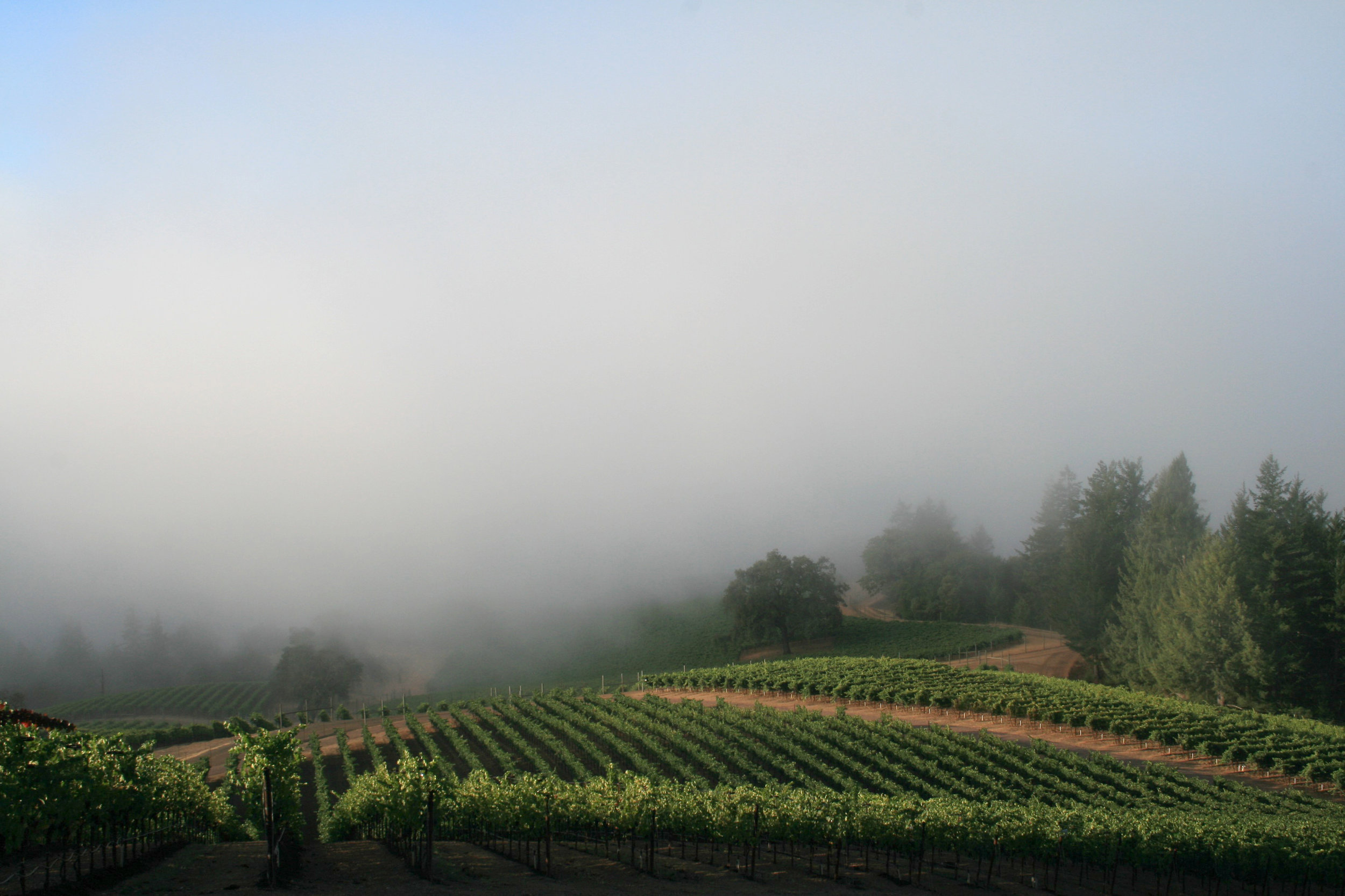   a Unique Climate   Vineyards are from 850-2,500 feet in elevation 