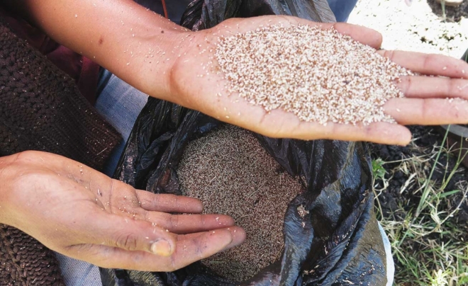 Teff is a non-glutenous grain that is used to make Injera, a sort of thin, fermented, sourdough pancake that is the staple food of Ethiopia. Because Ethiopia does not produce enough teff internally to satisfy the needs of its population, they are barred from exporting it. Most of the farming in the country is done by rural subsistence farmers tending their small plots of land in the same way they’ve done for thousands of years. We were seeking to create a tool that would leverage modern farming techniques, like row planting and side by side fertilizing, in a package that was affordable for the farmers to purchase, human-powered, and simple enough for them to fix on their own.