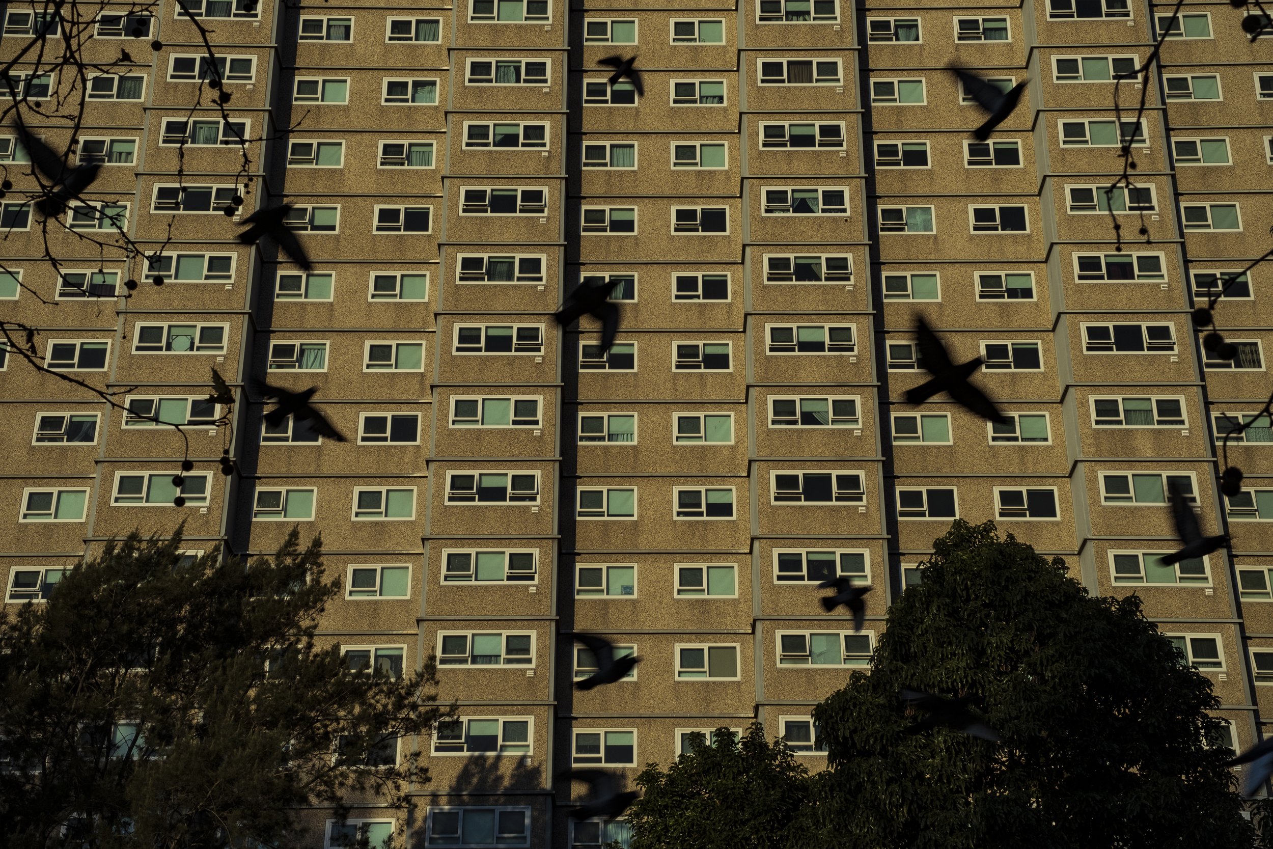  1 July 2021, 130 Racecourse Road, Flemington, Australia. The Flemington Housing Community towers are seen at sunset as the local flock of Pigeons, synonymous with the towers, look for scraps in the park. Once a bustling area of children playing, dea