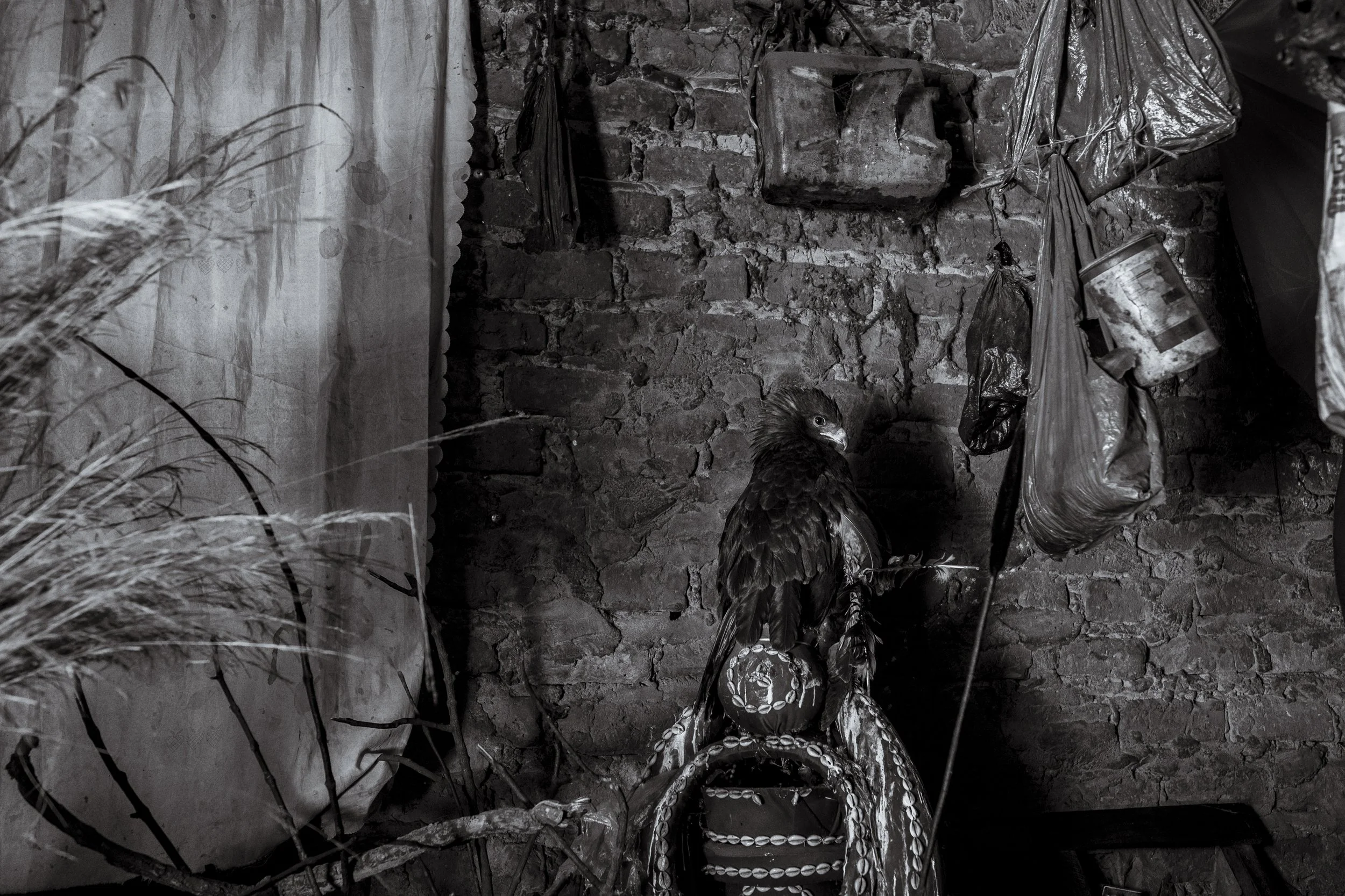 4 December 2024. Omalera, Soroti District, Uganda.  At local Witch Doctor Robert Apedu's clinic, a disabled Eagle perched on a basket surveys the room. Apedu has severed the Eagles wing to its ulna joint and uses its feathers to treat "crazy". By th