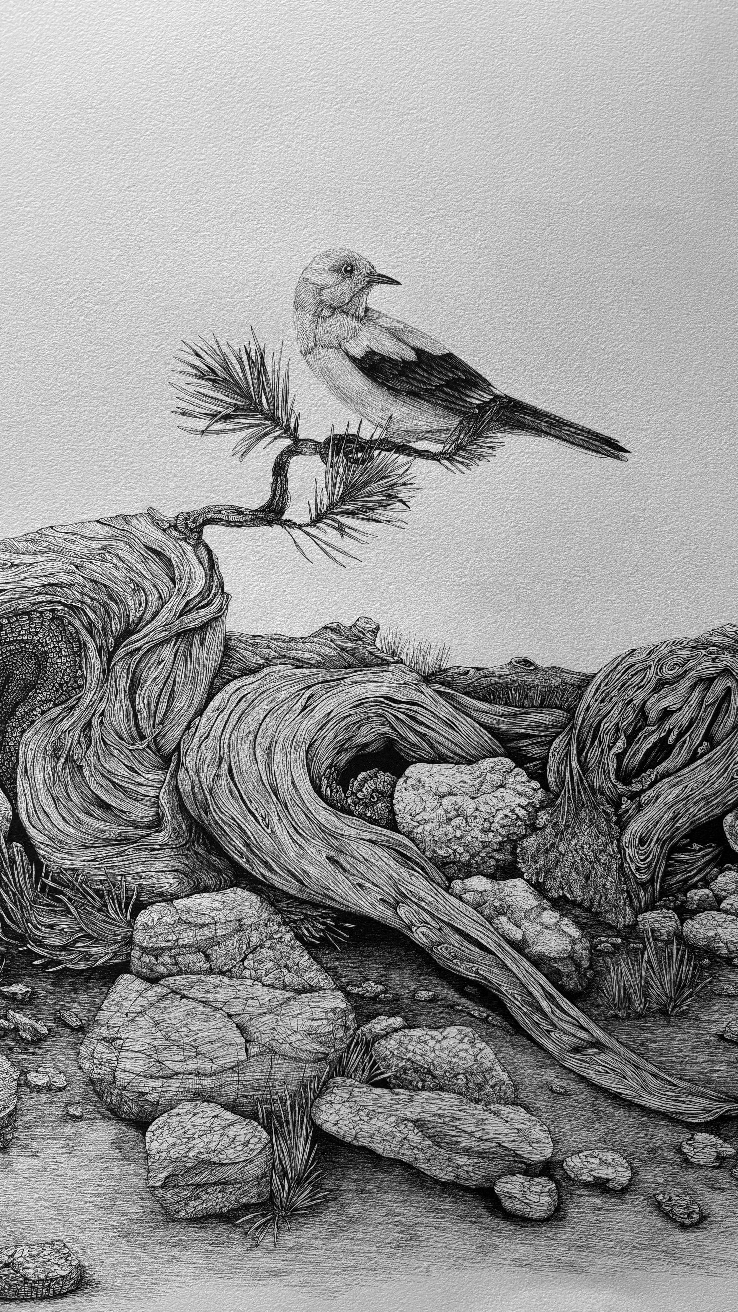 BRISTLE-CONE-DETAIL 1.jpg (Copy)