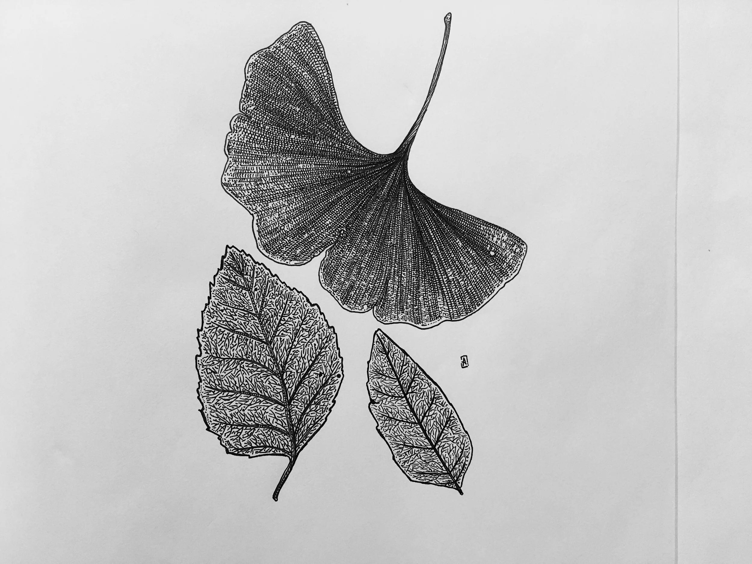 ginkgo-leaf-ink-journal-drawing-08.jpg