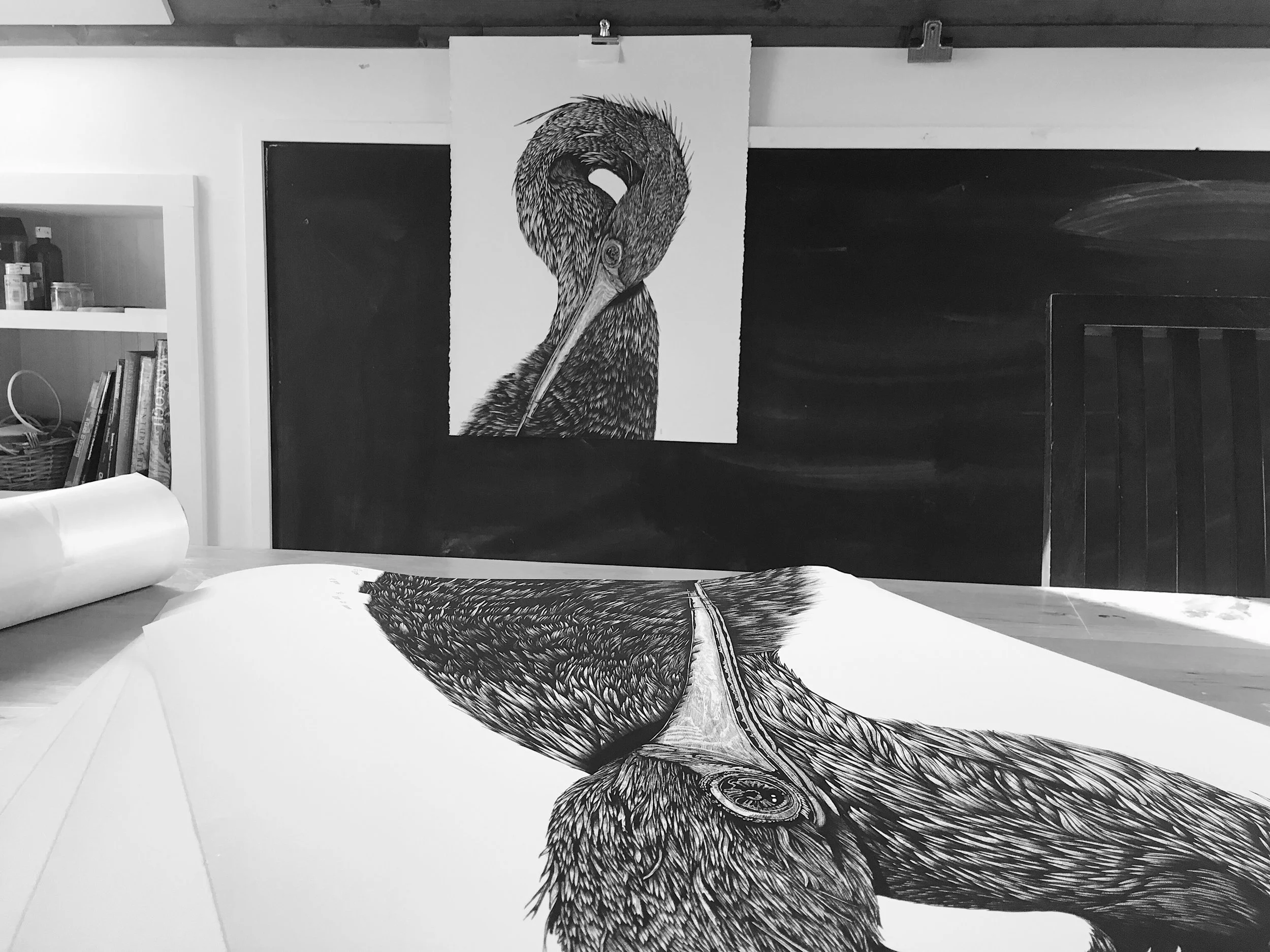 great-blue-heron-carbon-prints-in-studio.jpg