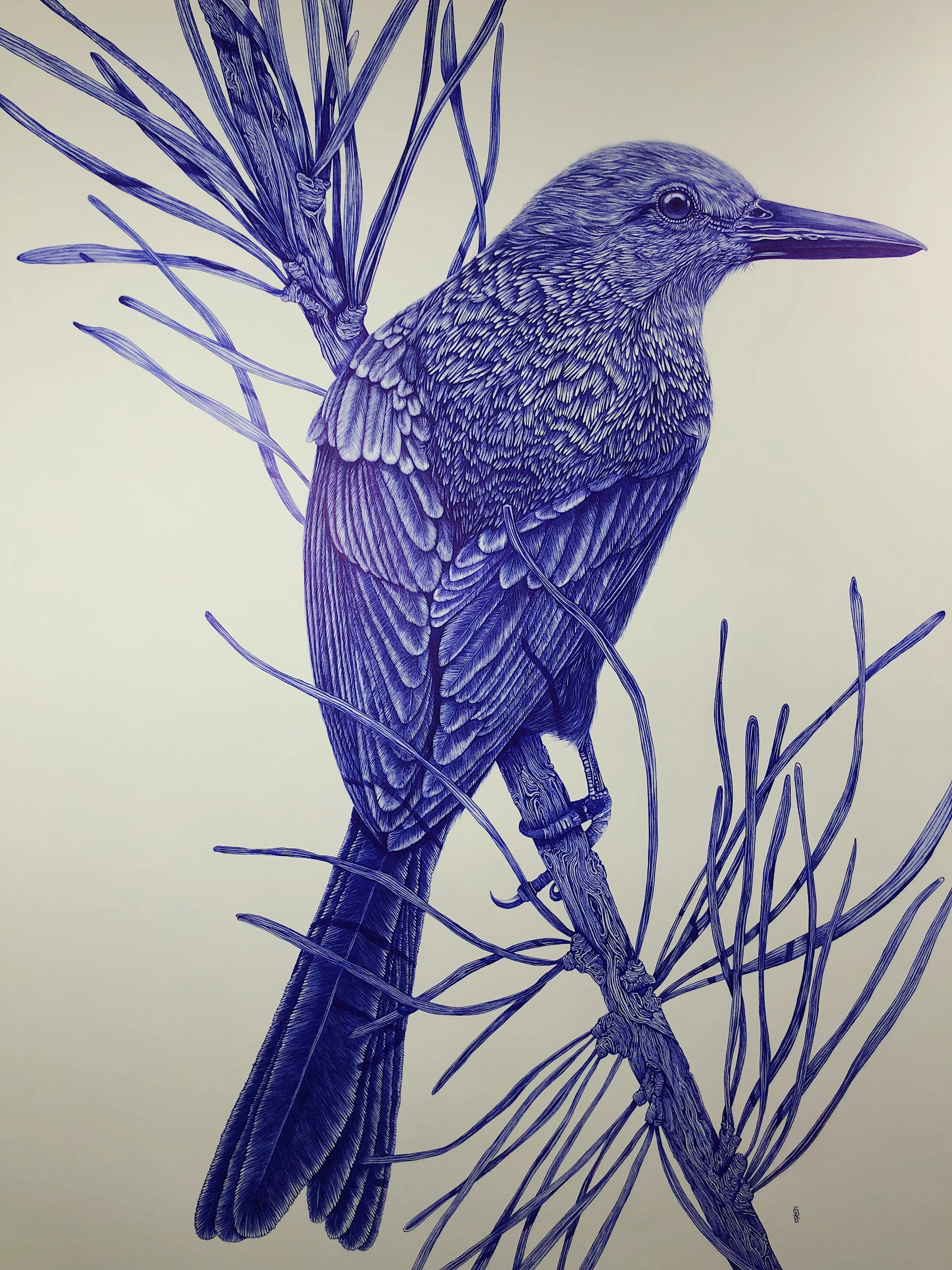 30" X 44" - "Pine Warbler" Original Blue Ink Drawing