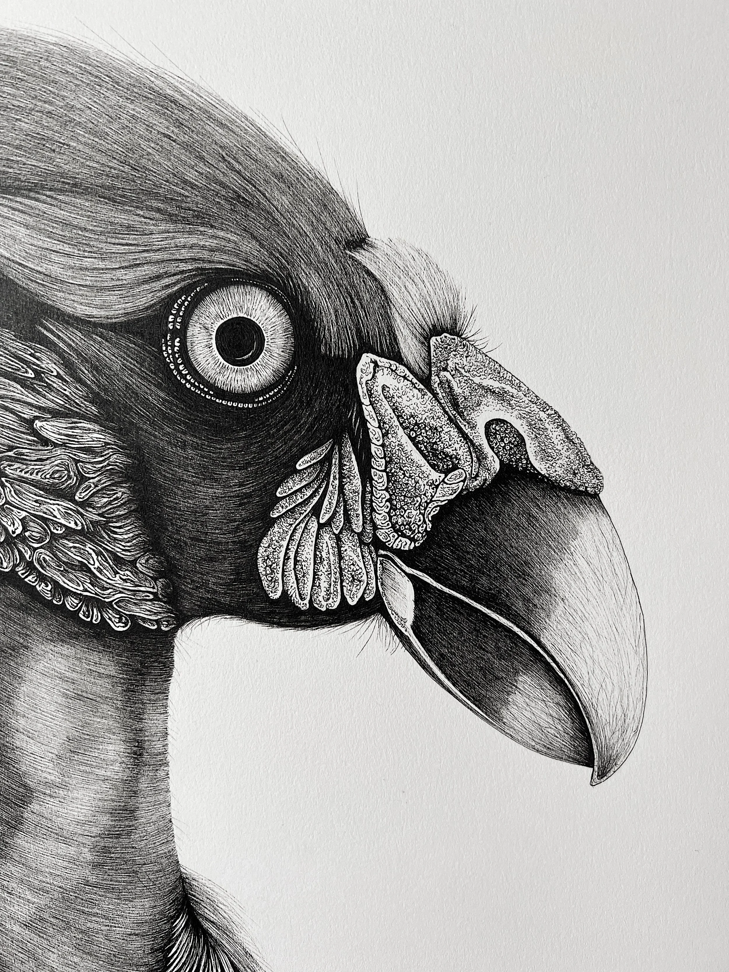 vulture-DE42036F-B557-4720-A527-16F648A05765.JPG