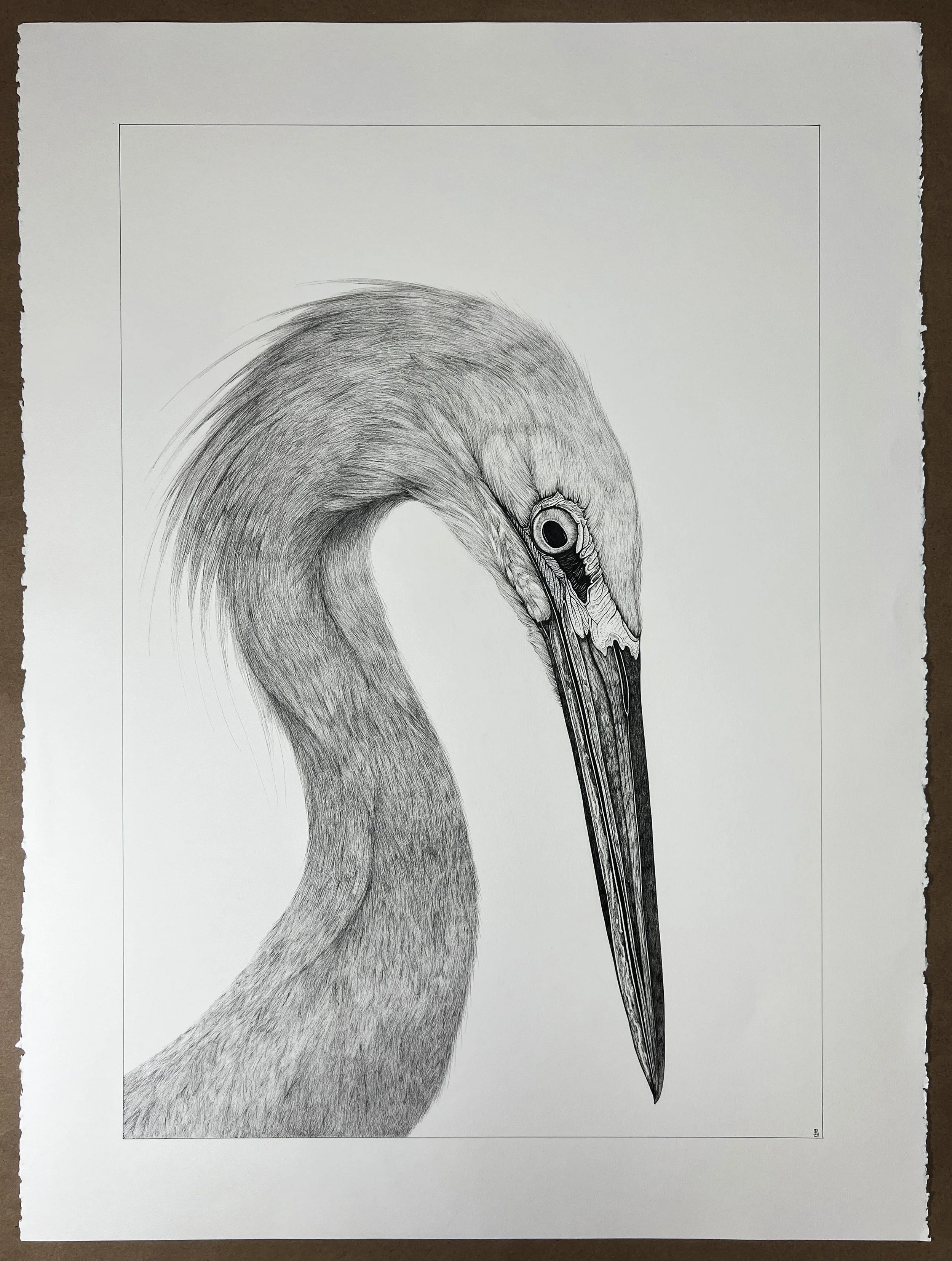 22" X 30" - "Hannah, Egret" Original Ink Drawing