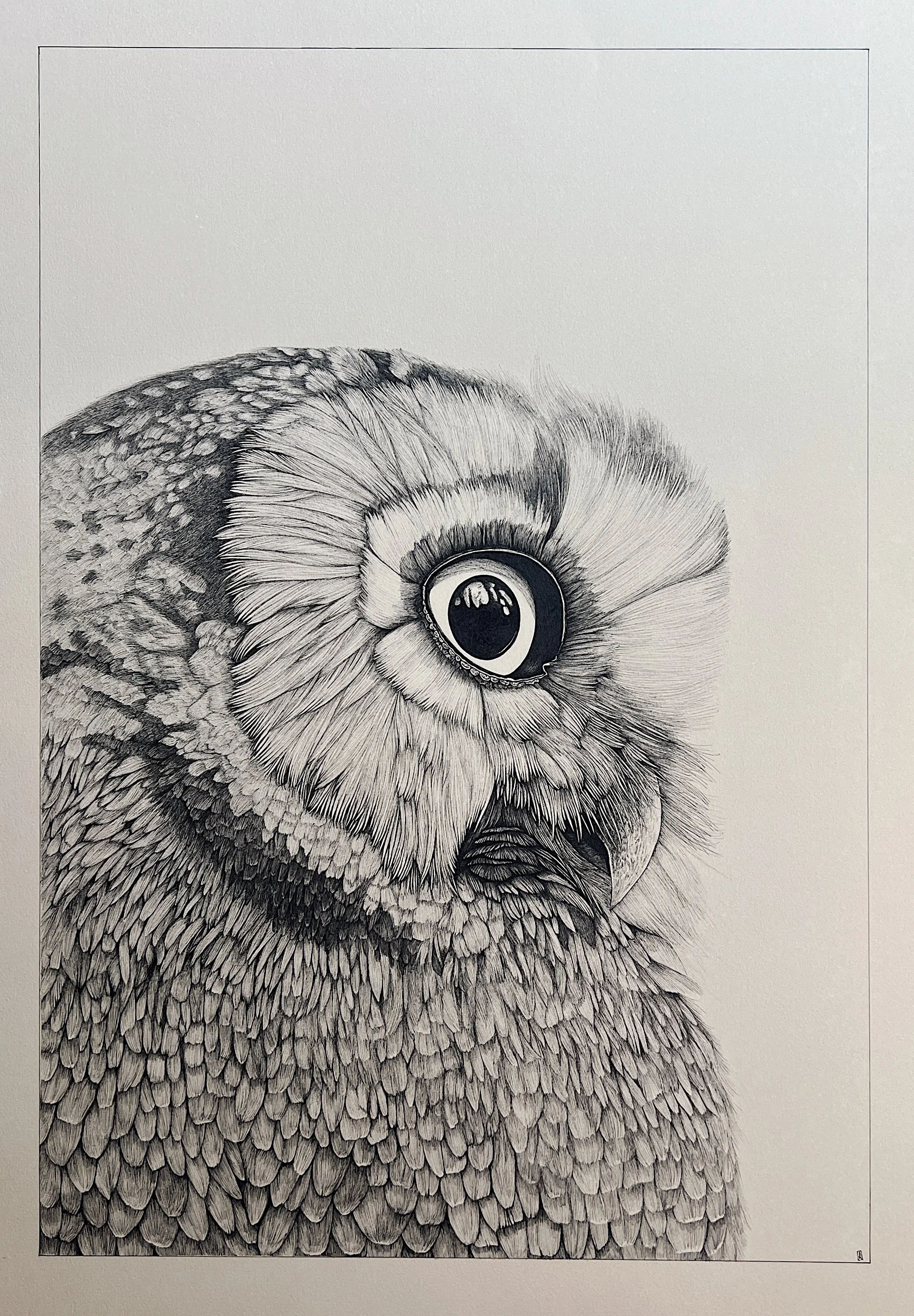 22" X 30" - "Jodi, Boreal Owl" Original Ink Drawing