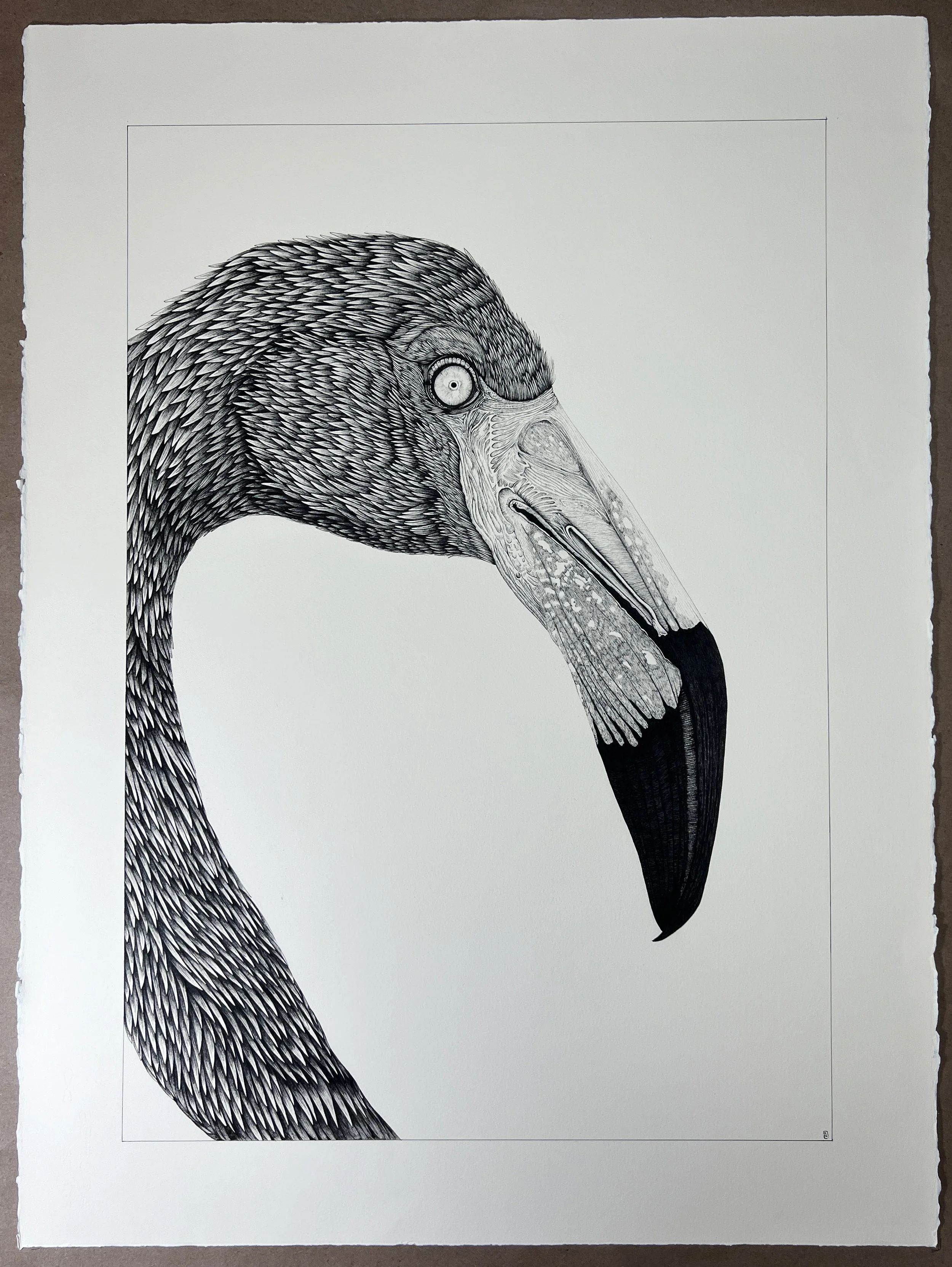 22" X 30" - "American Flamingo I" Original Ink Drawing