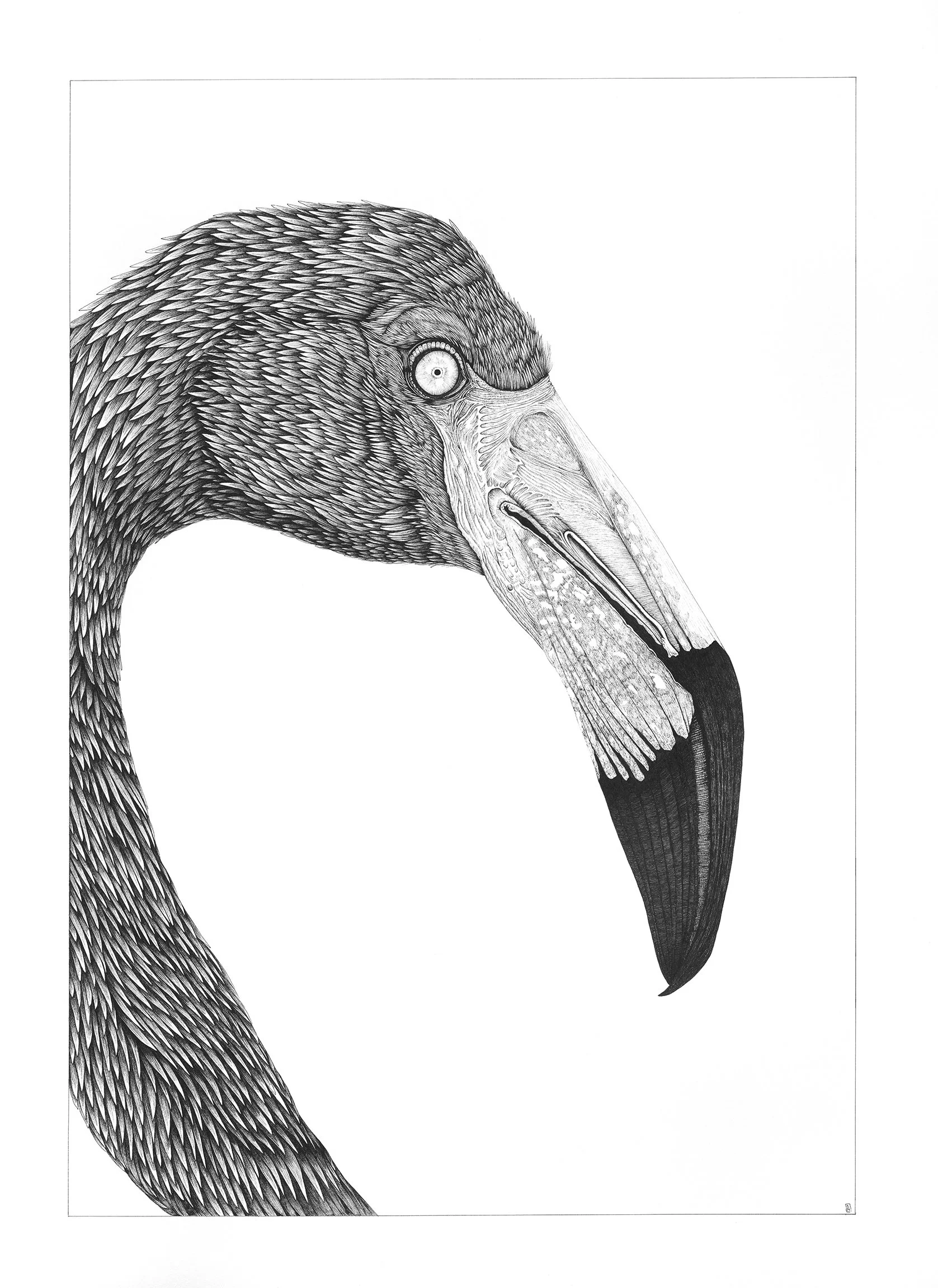 22" X 30" - "American Flamingo I" Replica Print of Original Ink Drawing