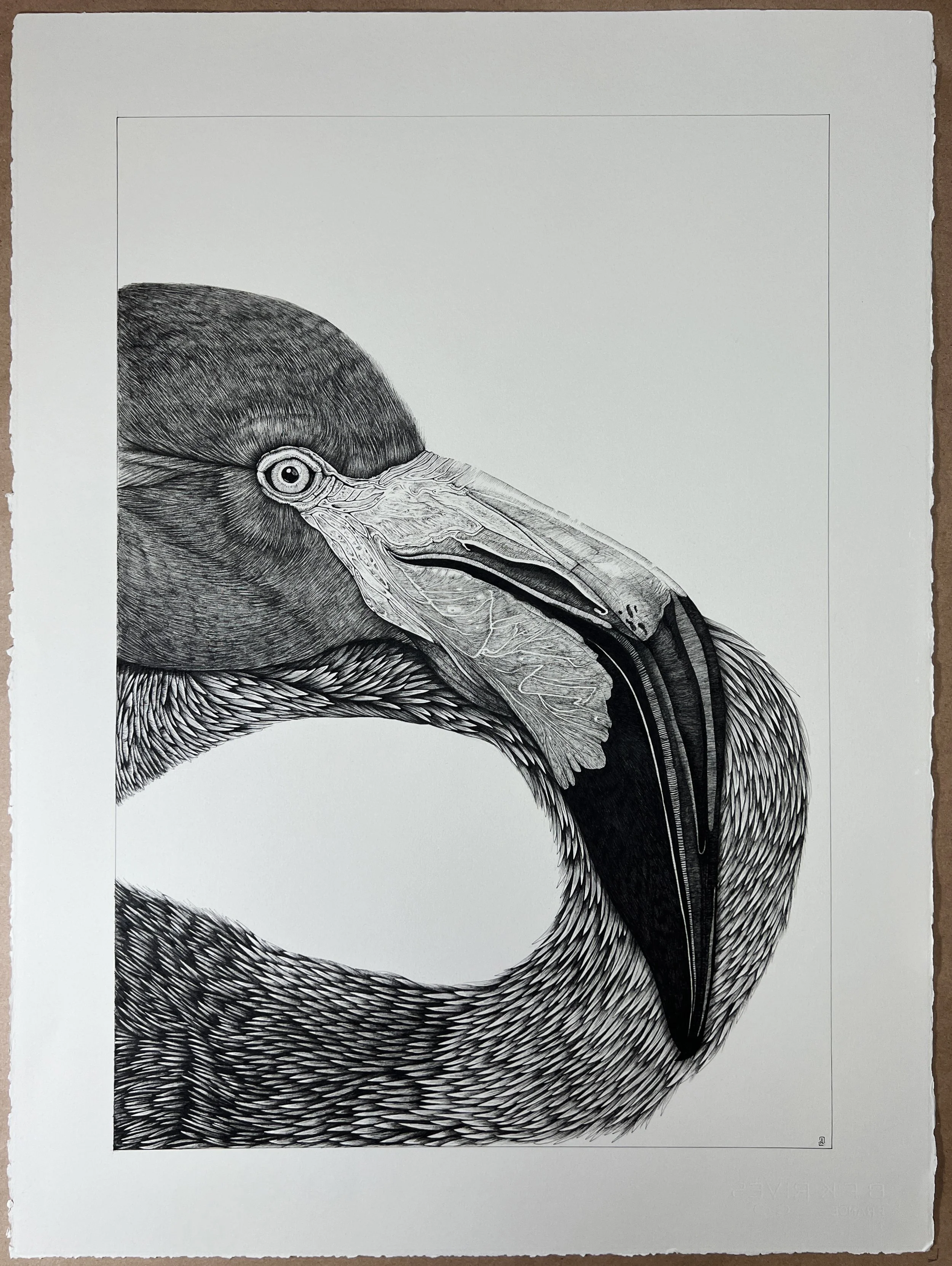 22" X 30" - "American Flamingo II" Original Ink Drawing