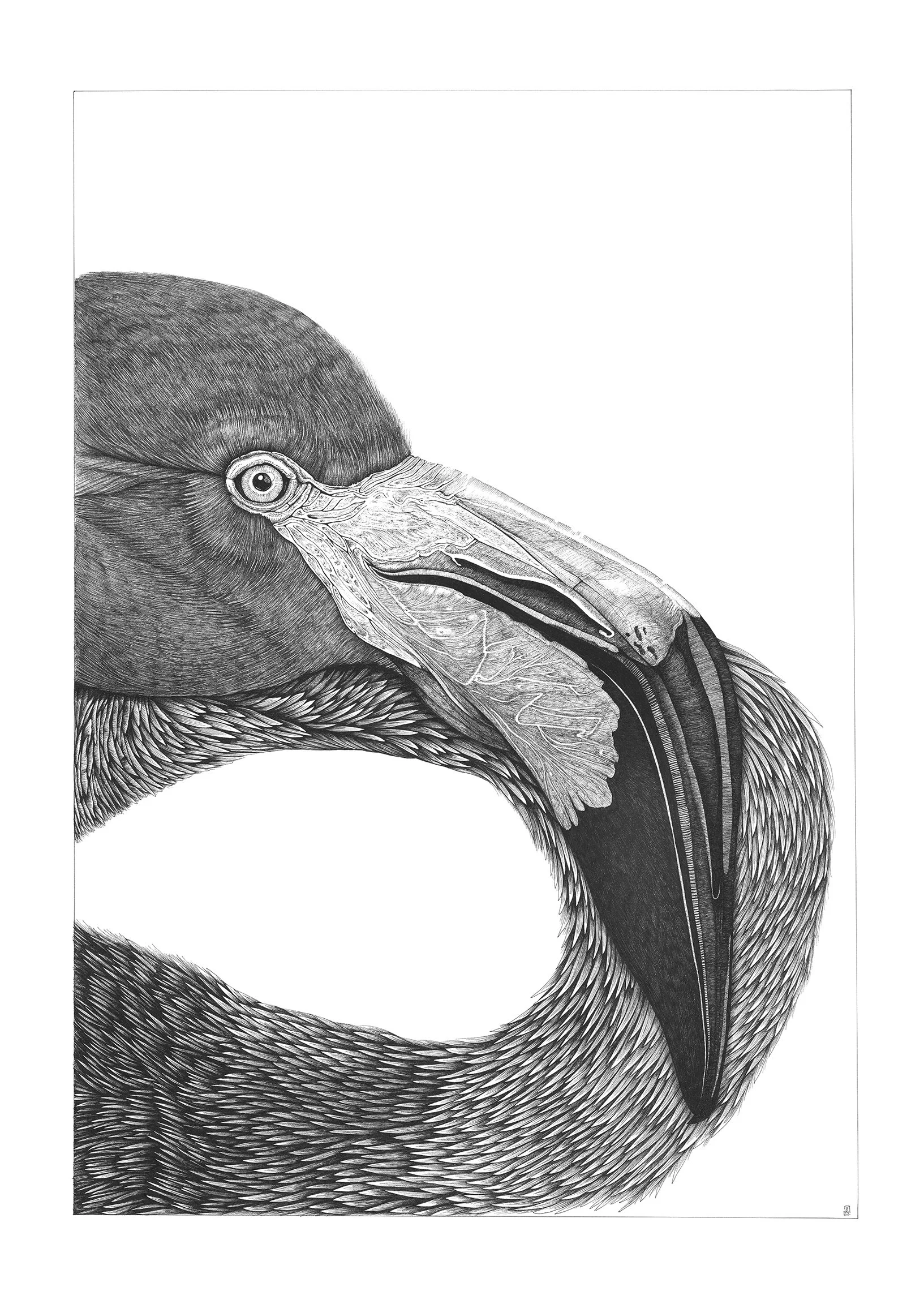 12" X 17" - "American Flamingo II" GICLEE FINE ART PRINT