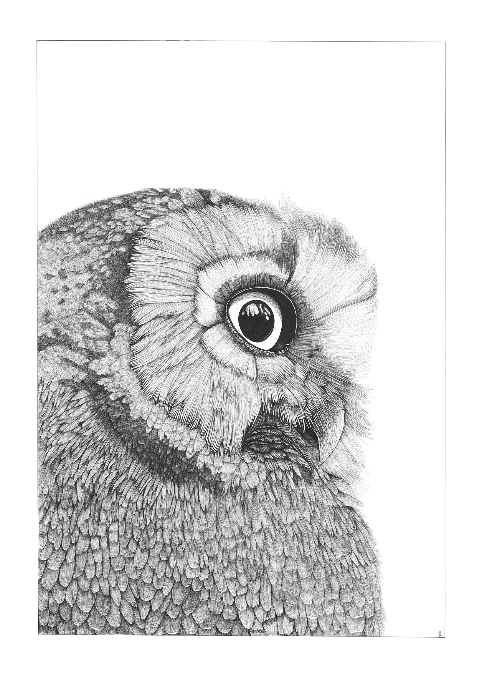 2023 Bird Drawings