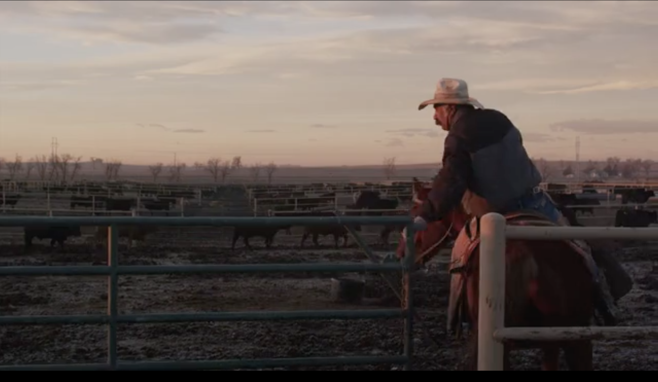 Merck Animal Health Cattle Brand Video