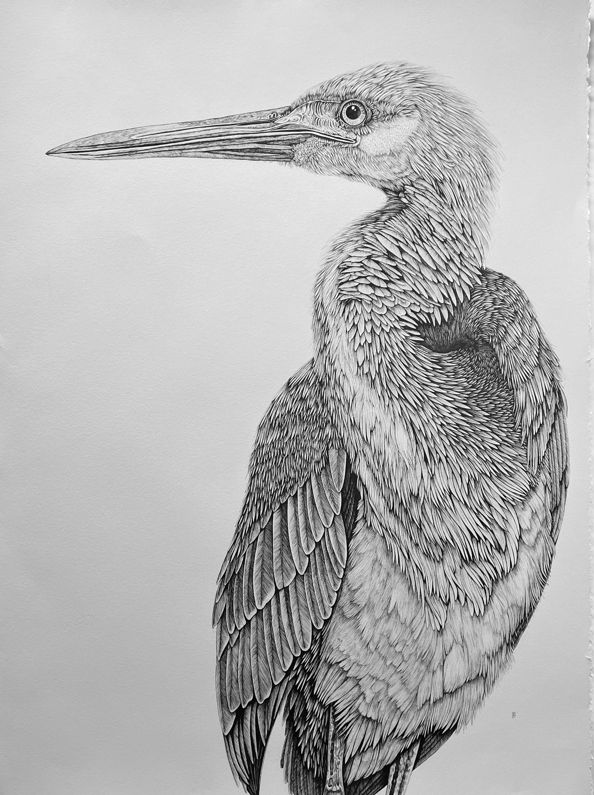 Juvenile Tricolored Heron