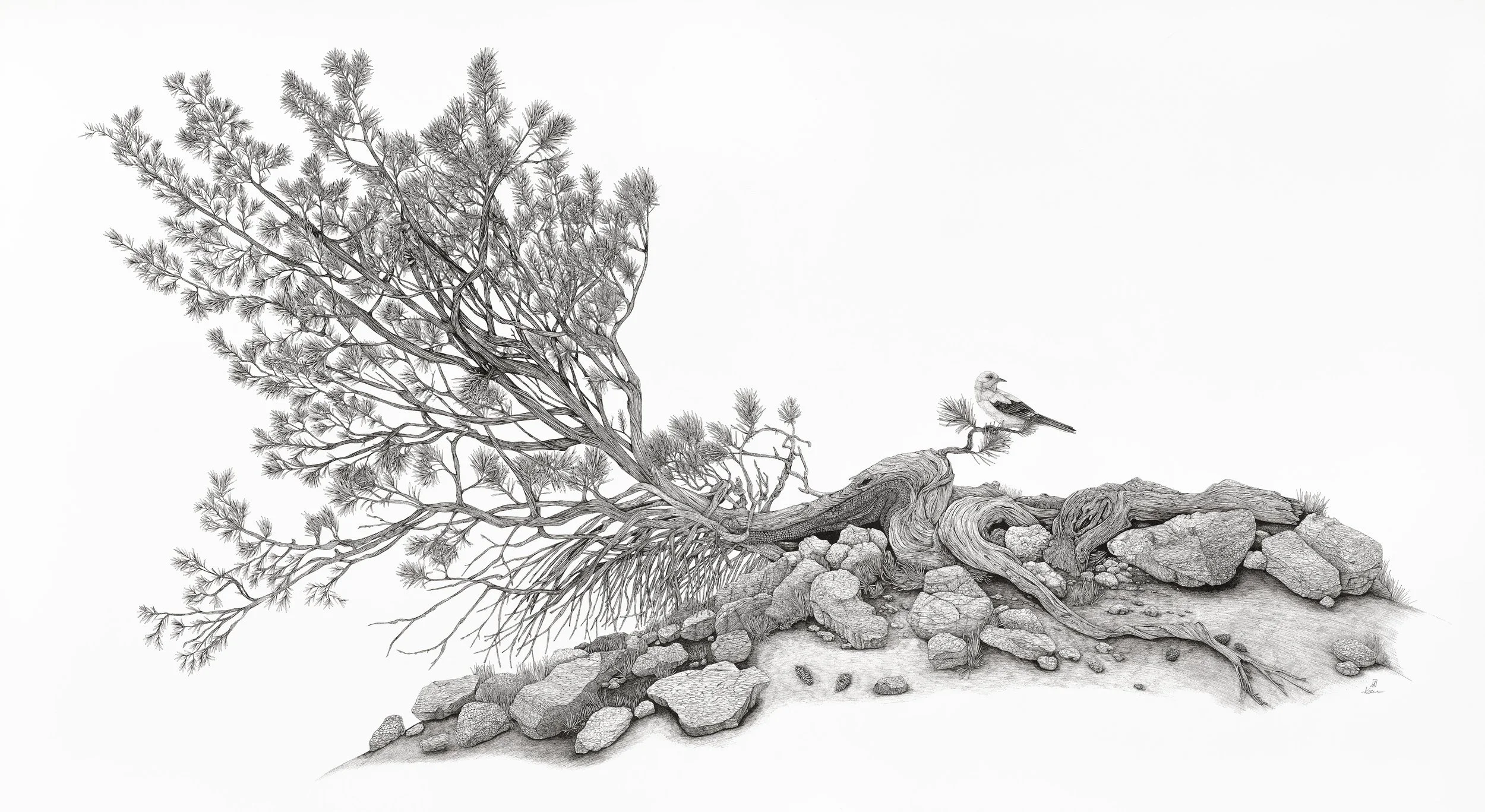 Pine Bird Final Pano RV2_JPG.jpg (Copy)