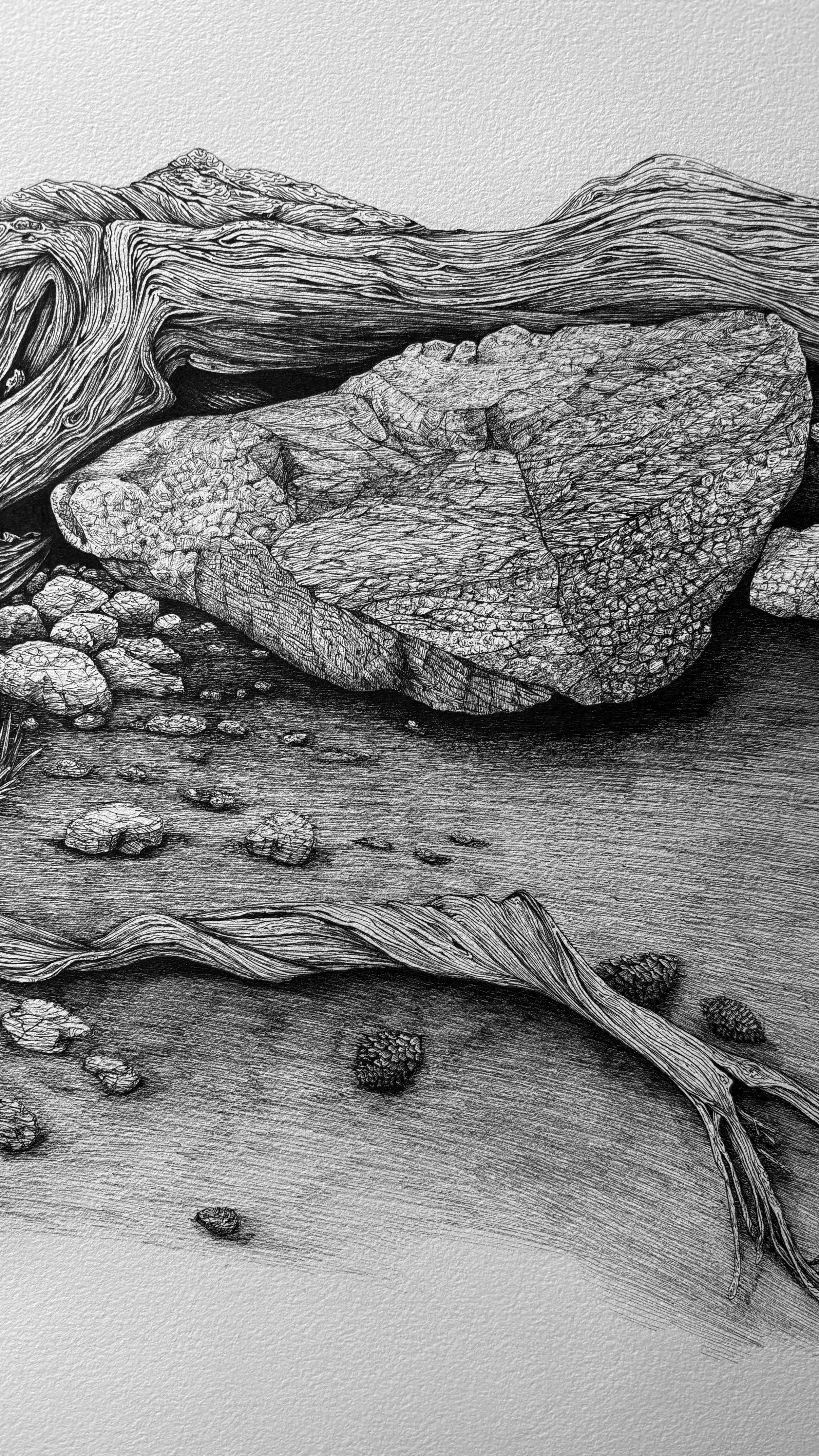 BRISTLE-CONE-DETAIL 3.jpg (Copy)