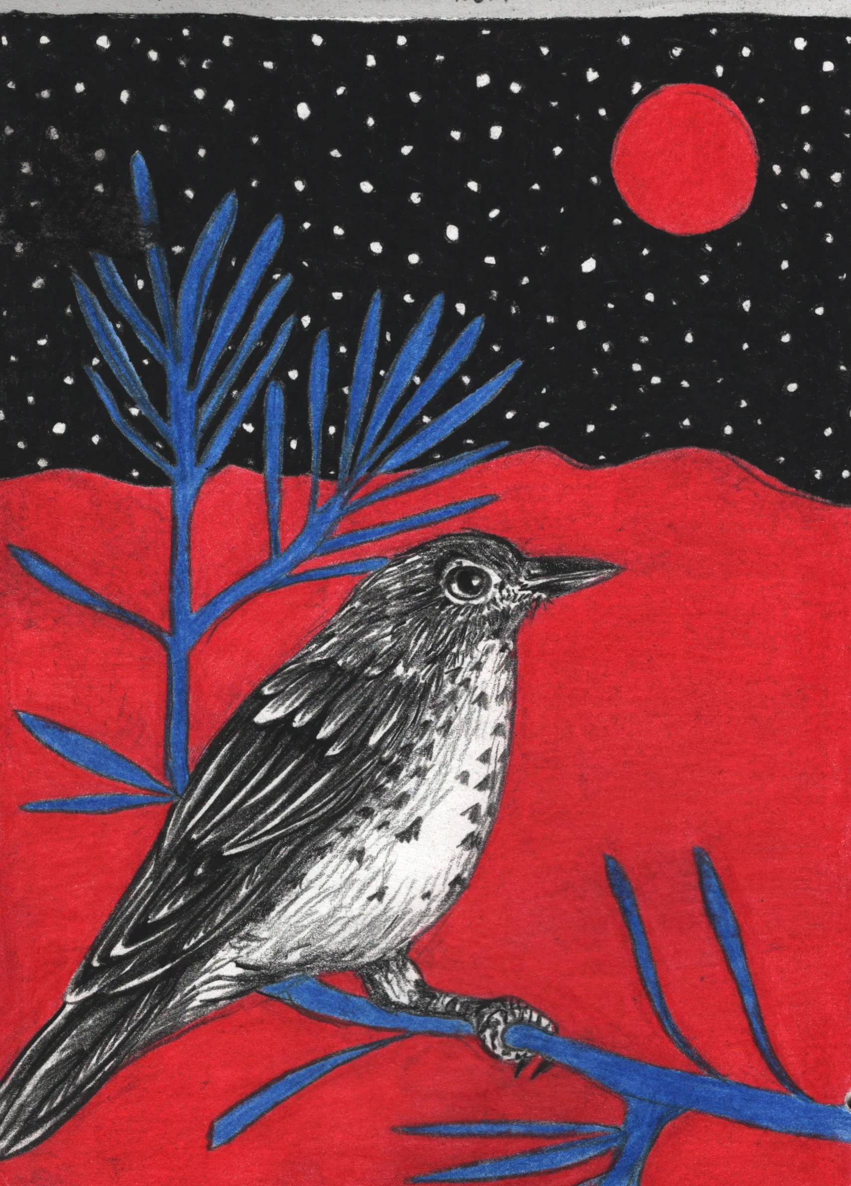 No Home For A Wood Thrush Print 5x7