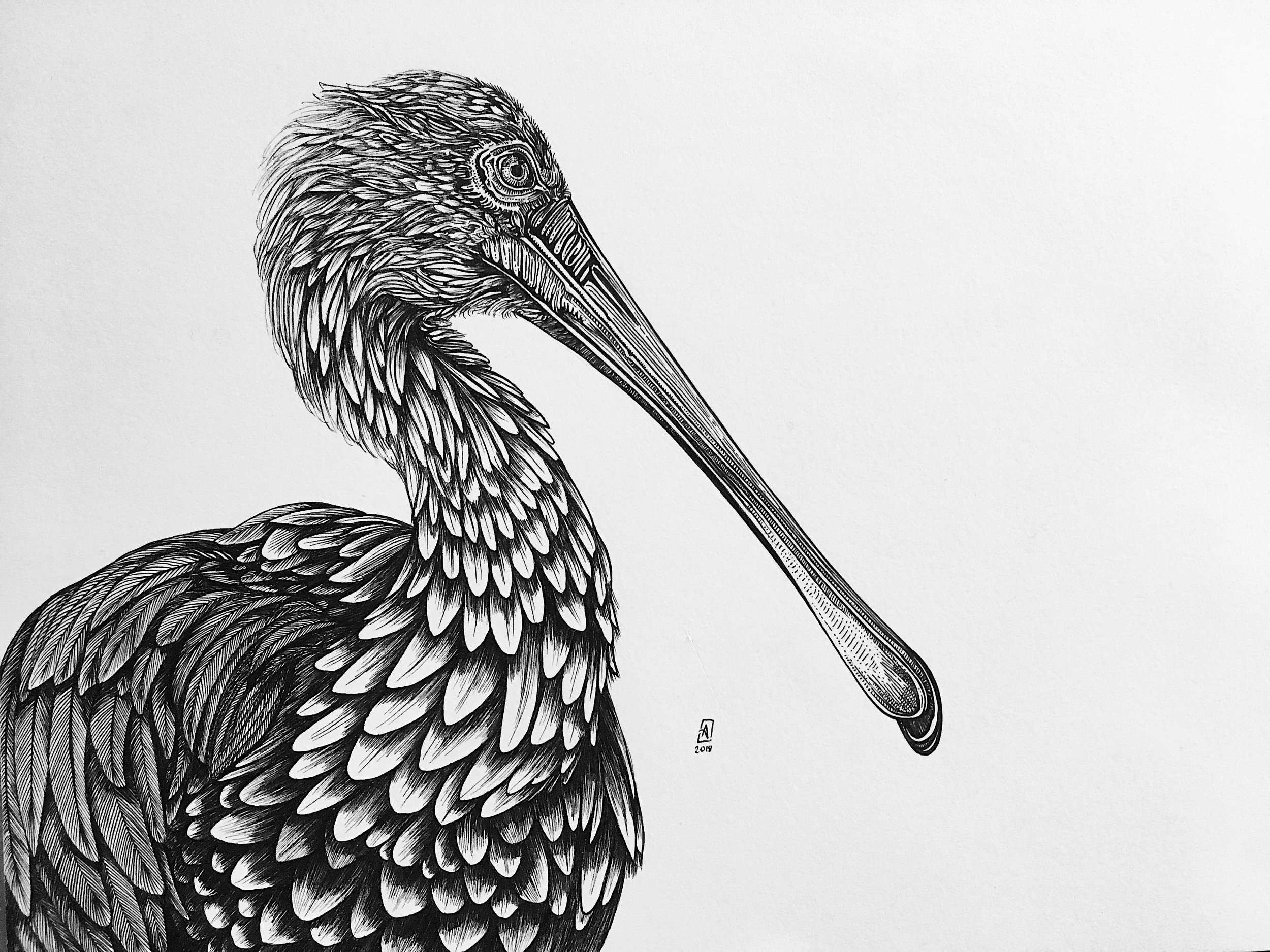 Roseate Spoonbill Ink Drawing