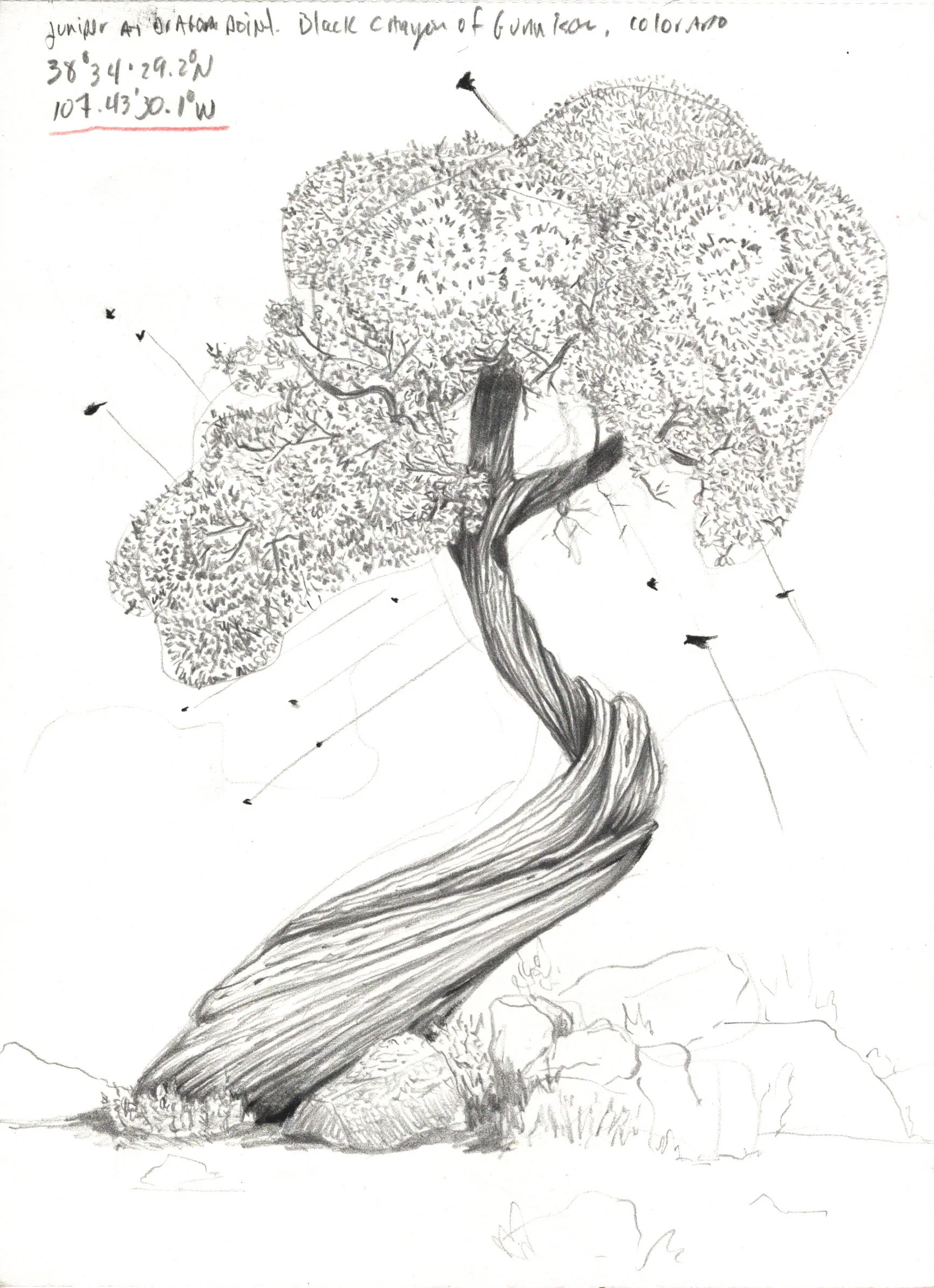 Flight over Juniper 1 Print 5x7