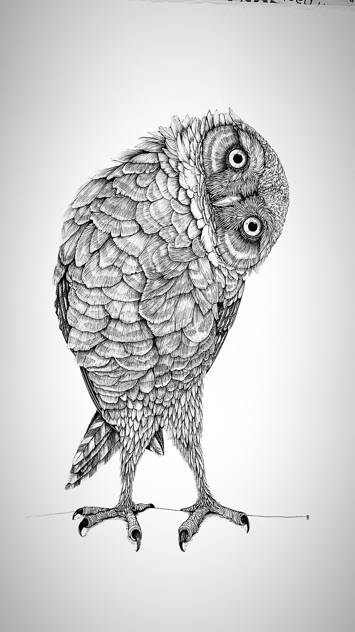 Burrowing, Eurasian and Barn Owl