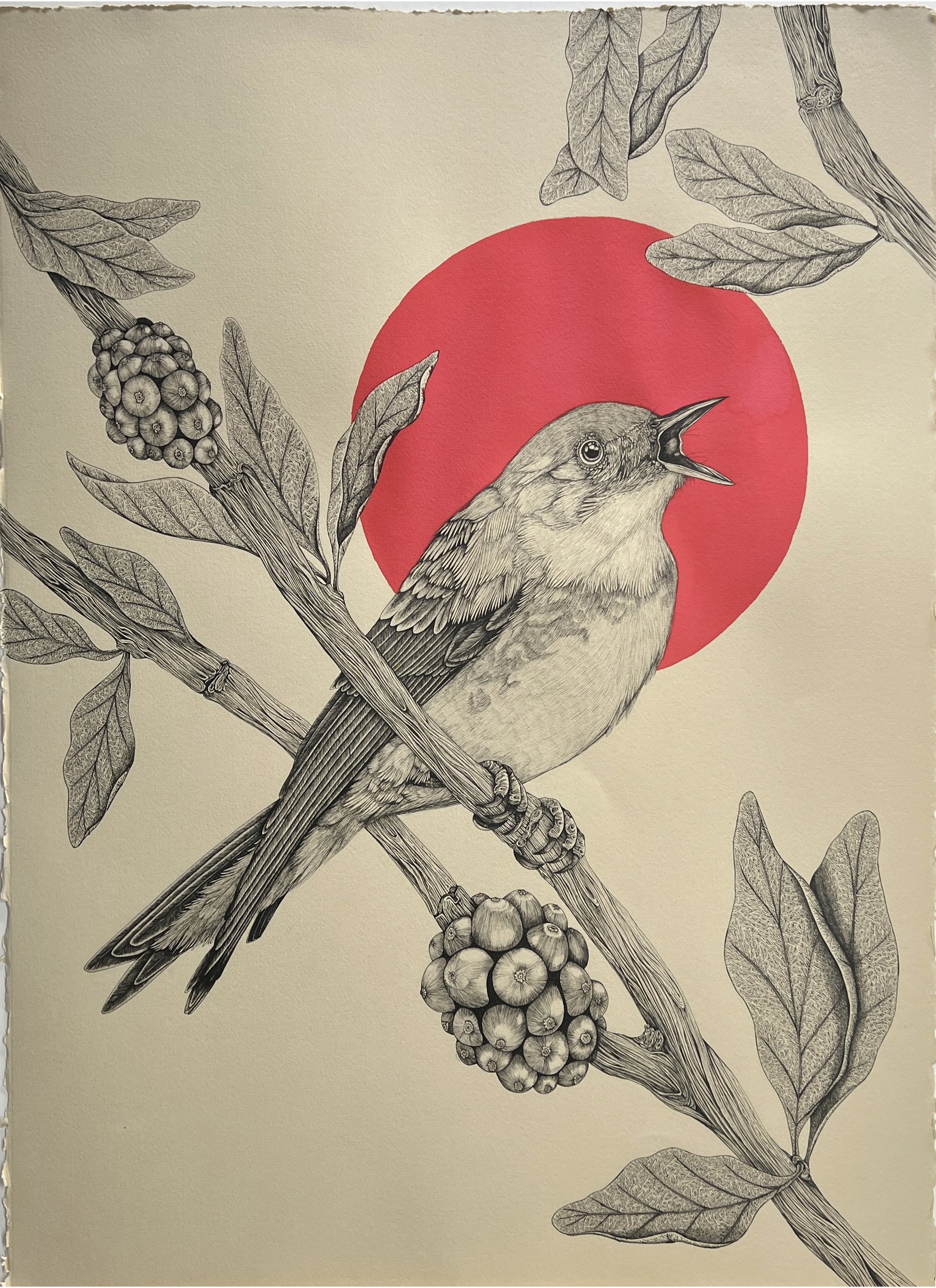 cerulean-warbler-red.jpg