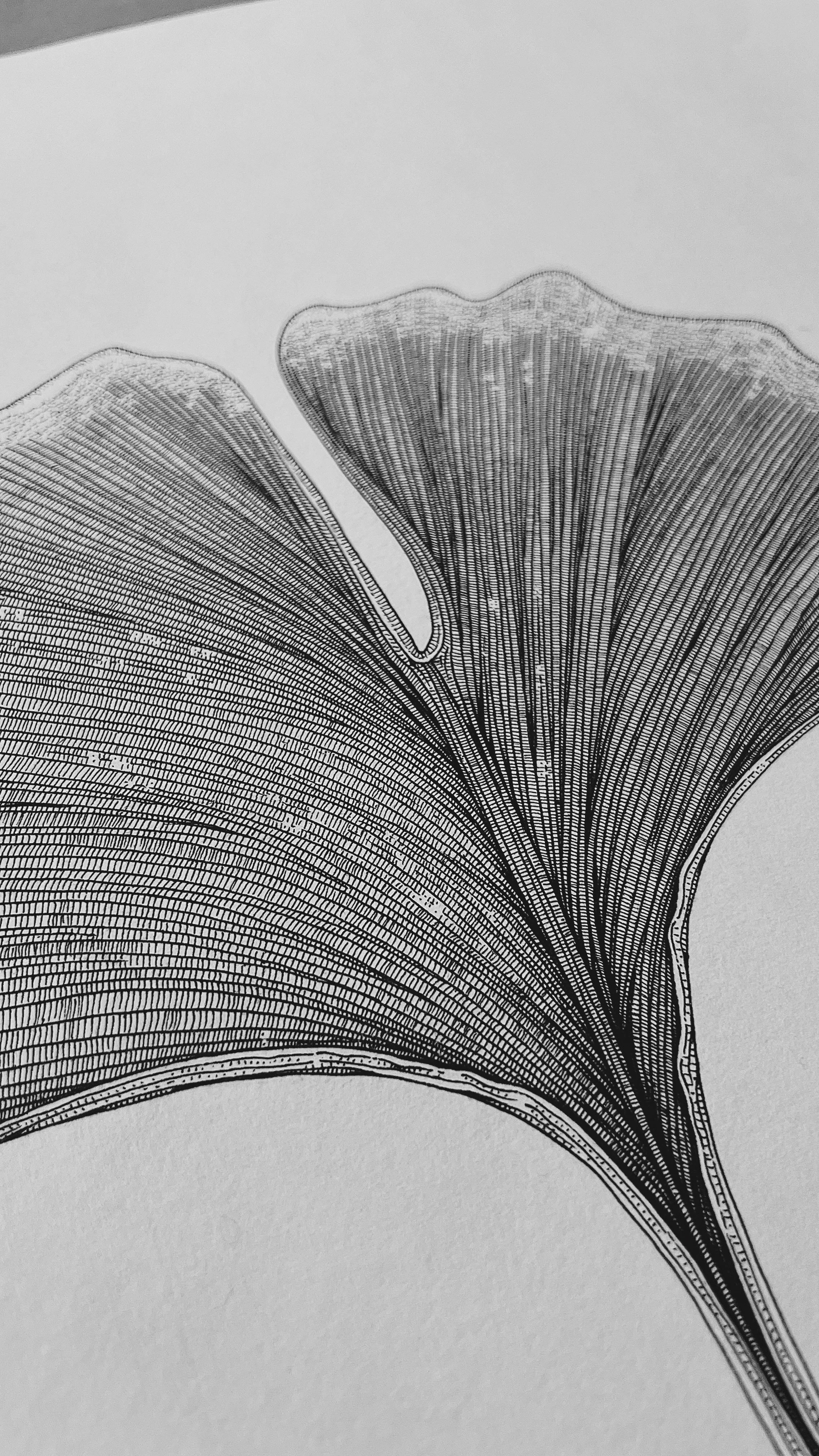 Ginkgo "Family" Leaves